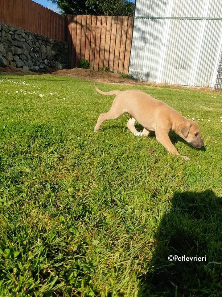 aladdin adozione levrieri greyhound 4