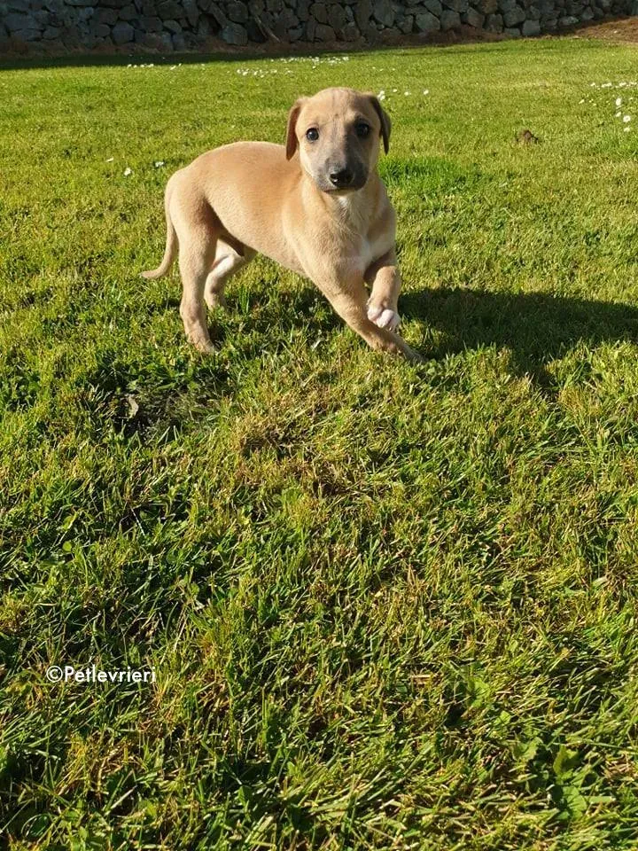 aladdin adozione levrieri greyhound 5