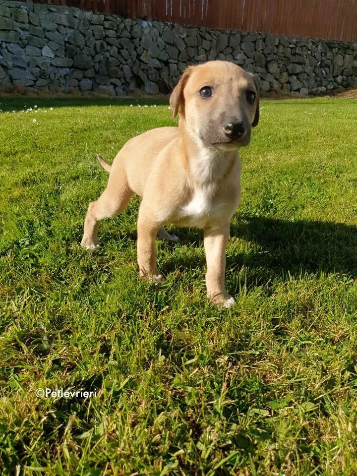aladdin adozione levrieri greyhound 6