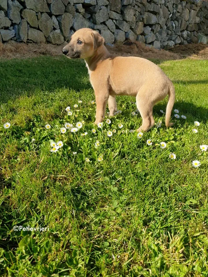 aladdin adozione levrieri greyhound 7