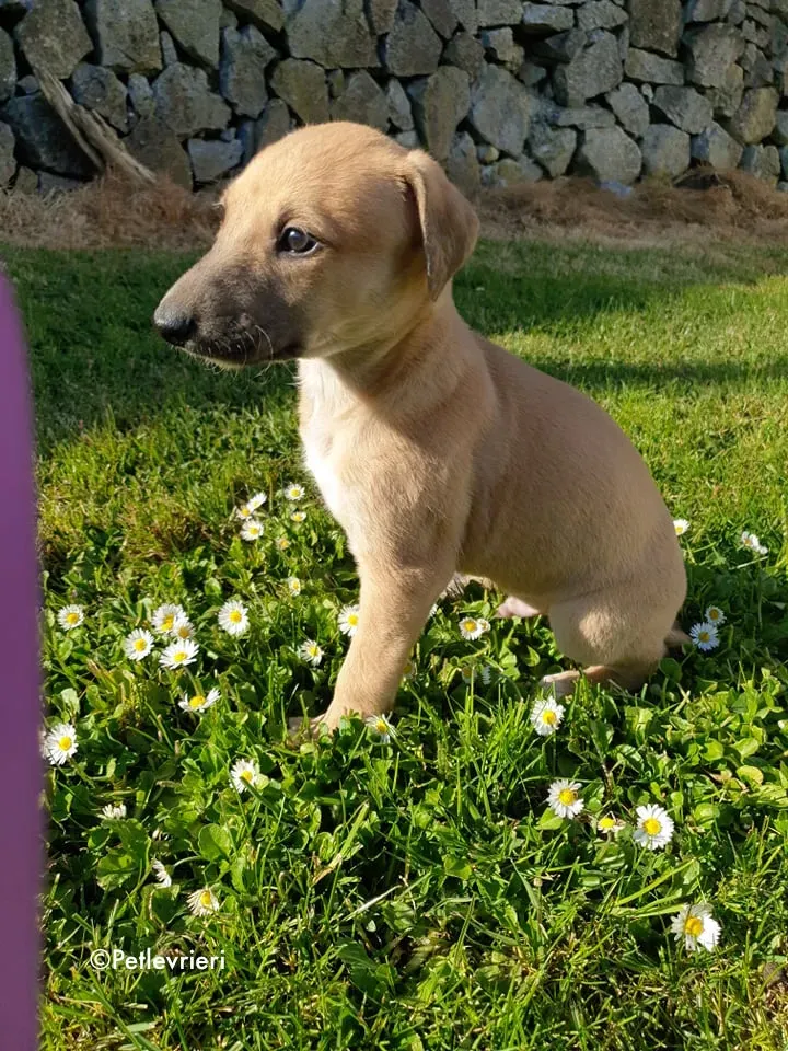 aladdin adozione levrieri greyhound 8