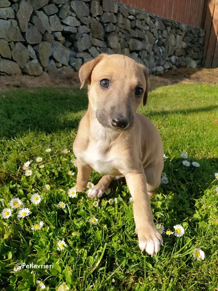 aladdin adozione levrieri greyhound 9