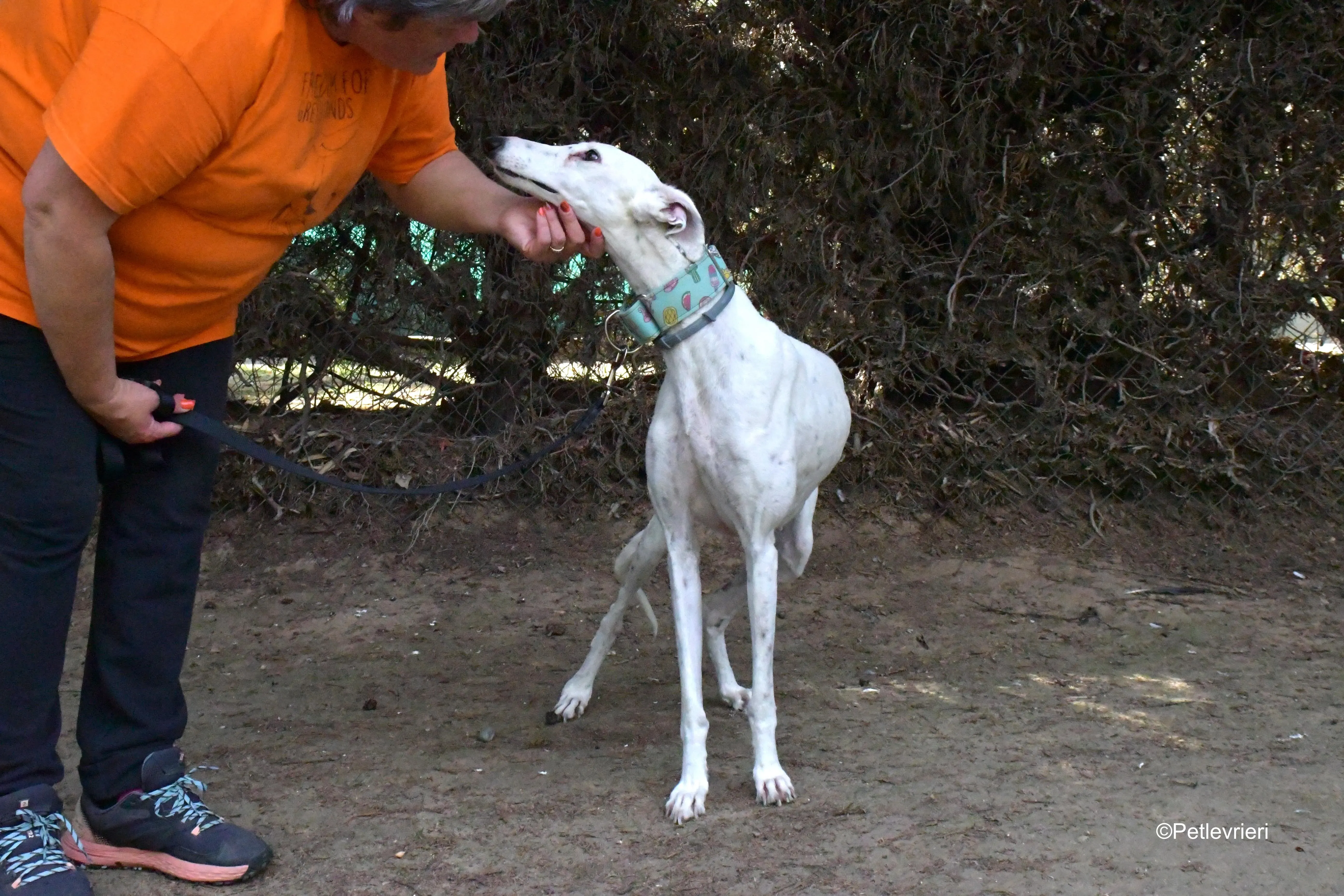 alaska adozione levrieri galgo 1