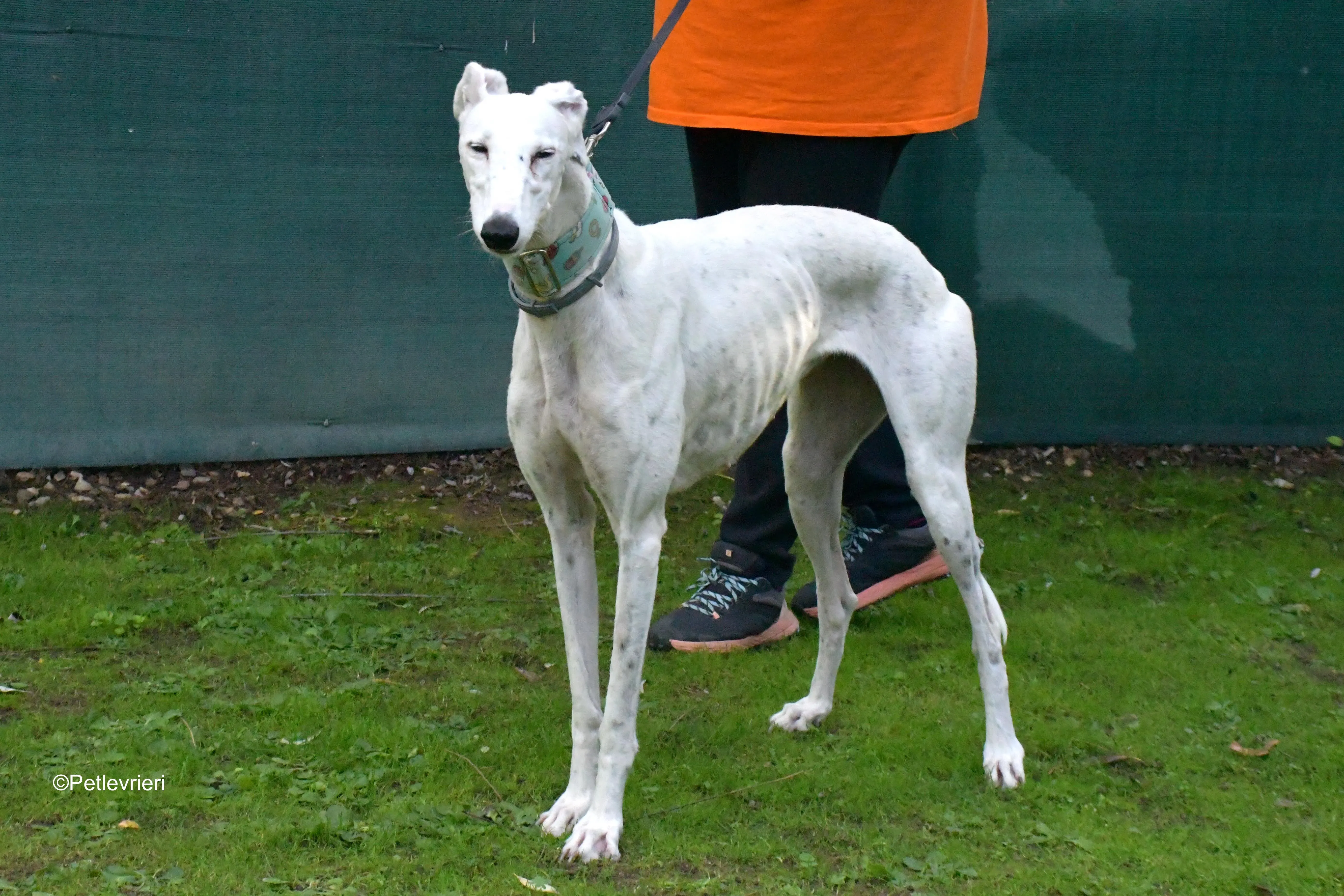 alaska adozione levrieri galgo 10