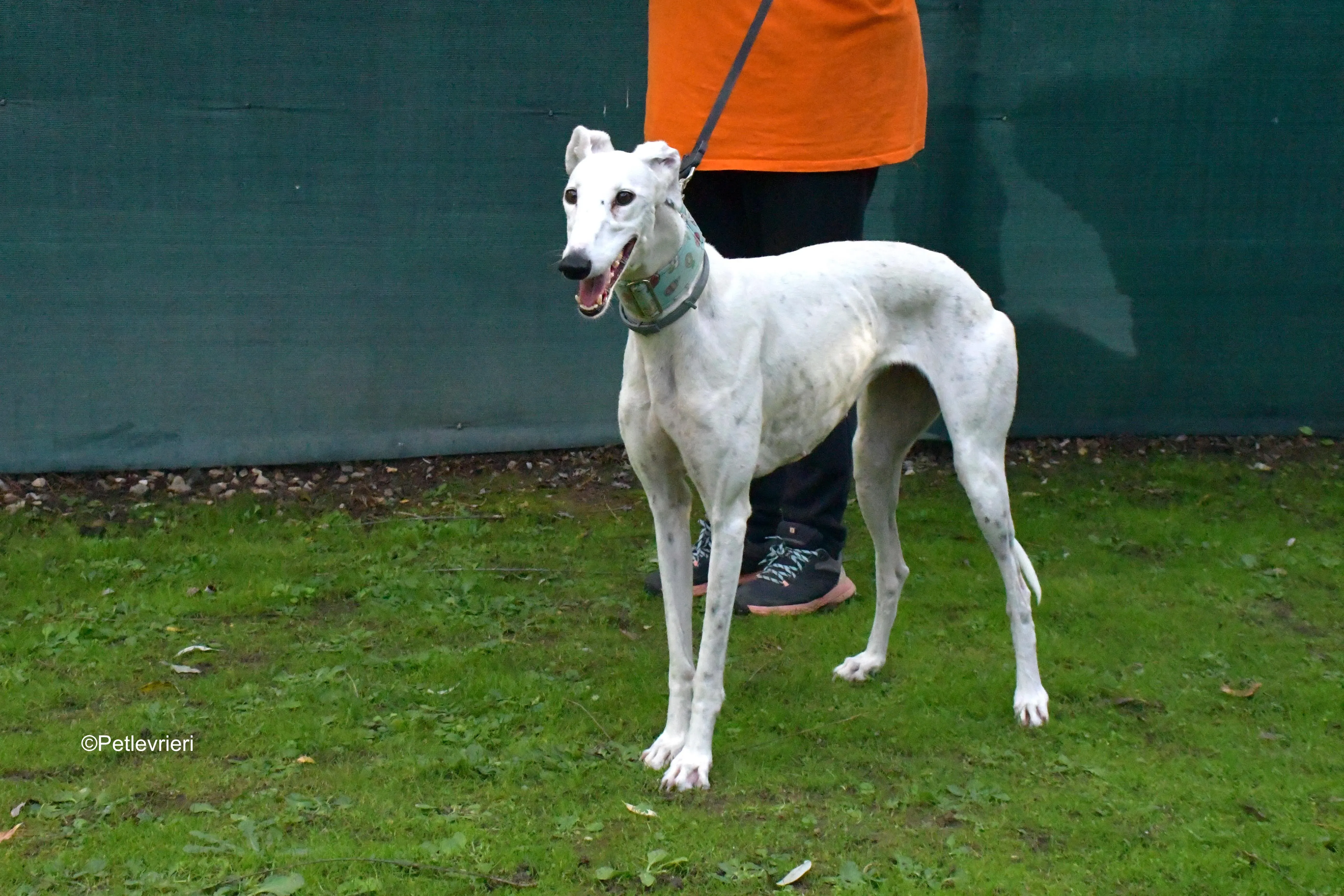 alaska adozione levrieri galgo 11