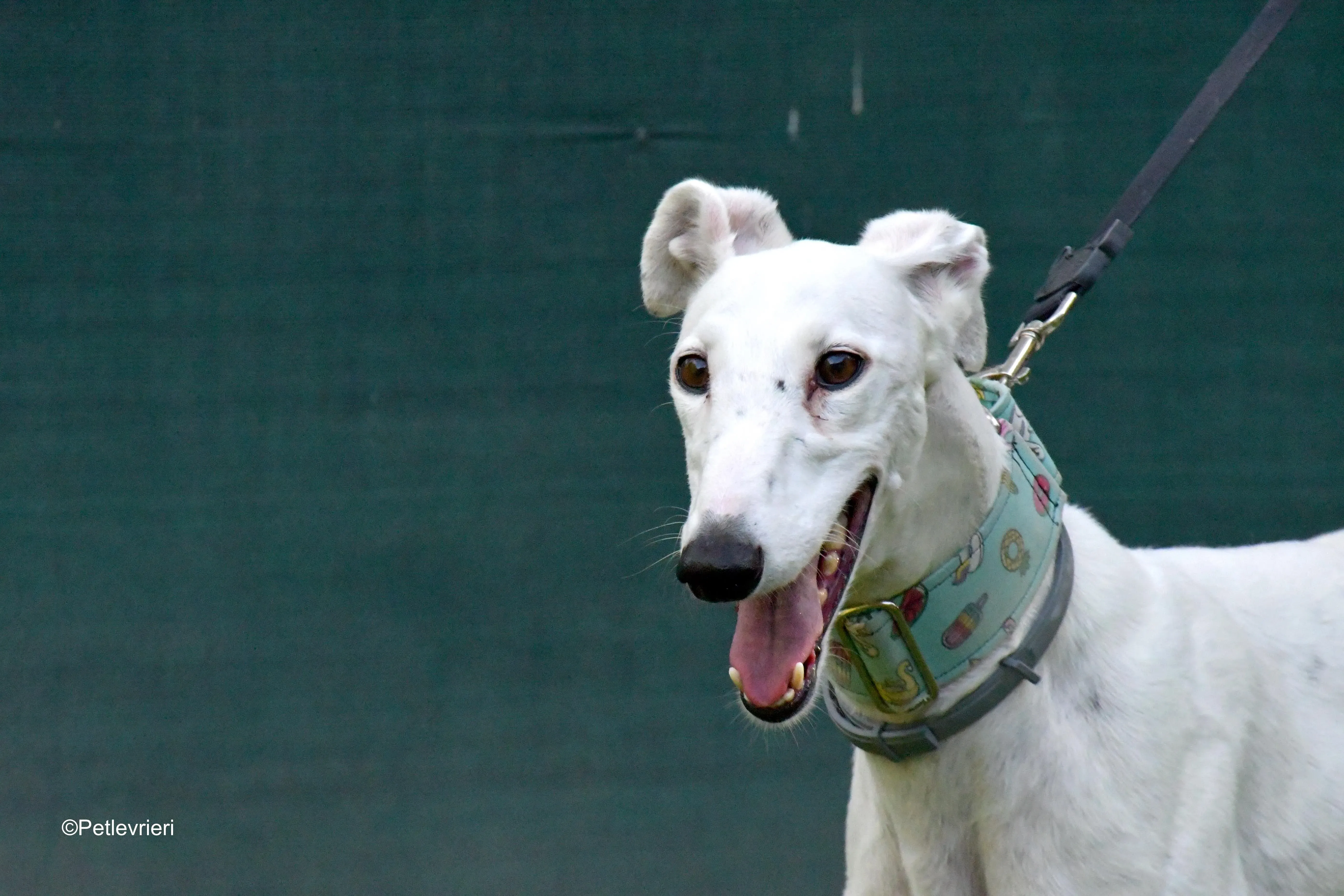 alaska adozione levrieri galgo 12