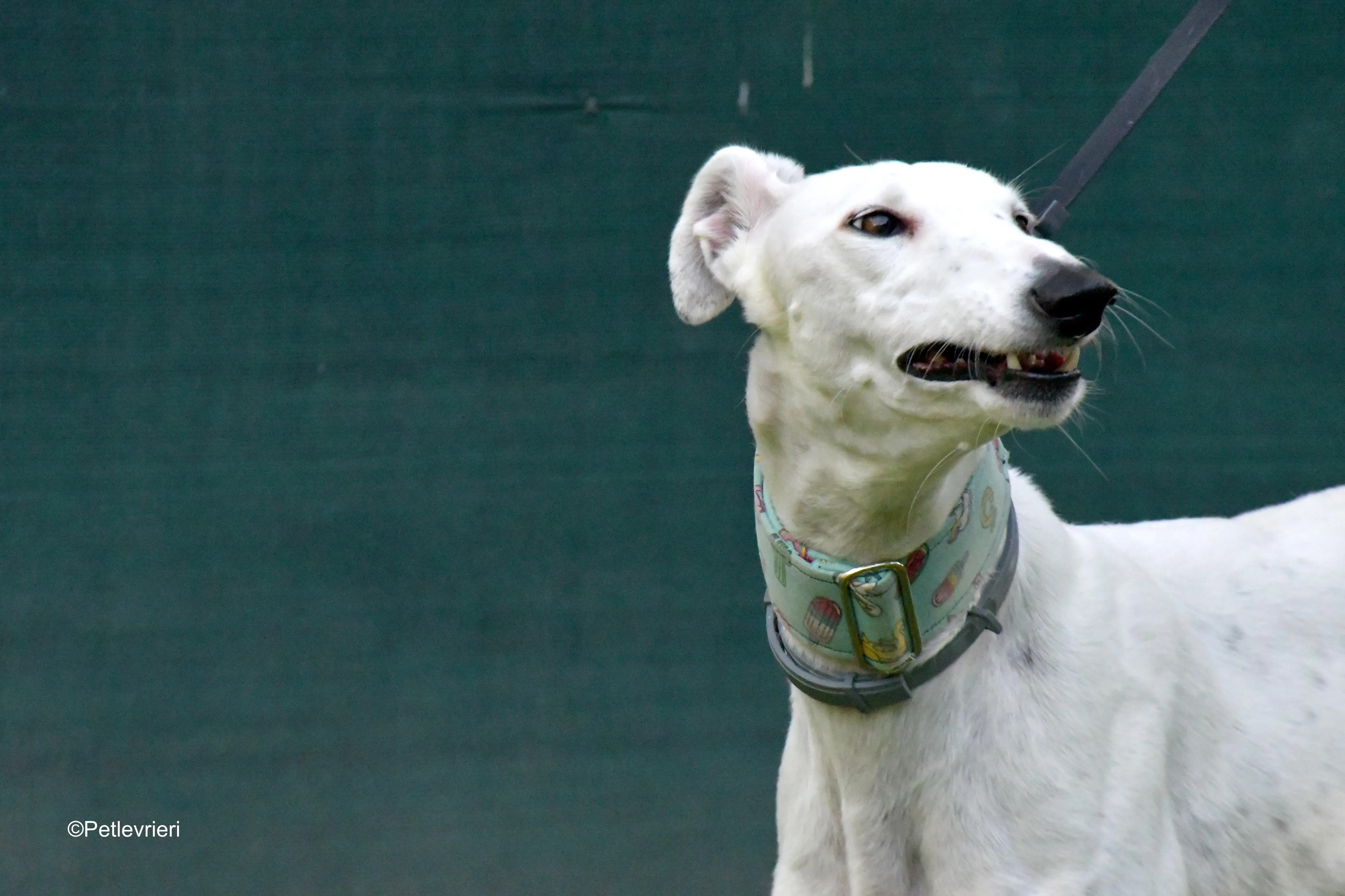 alaska adozione levrieri galgo 13