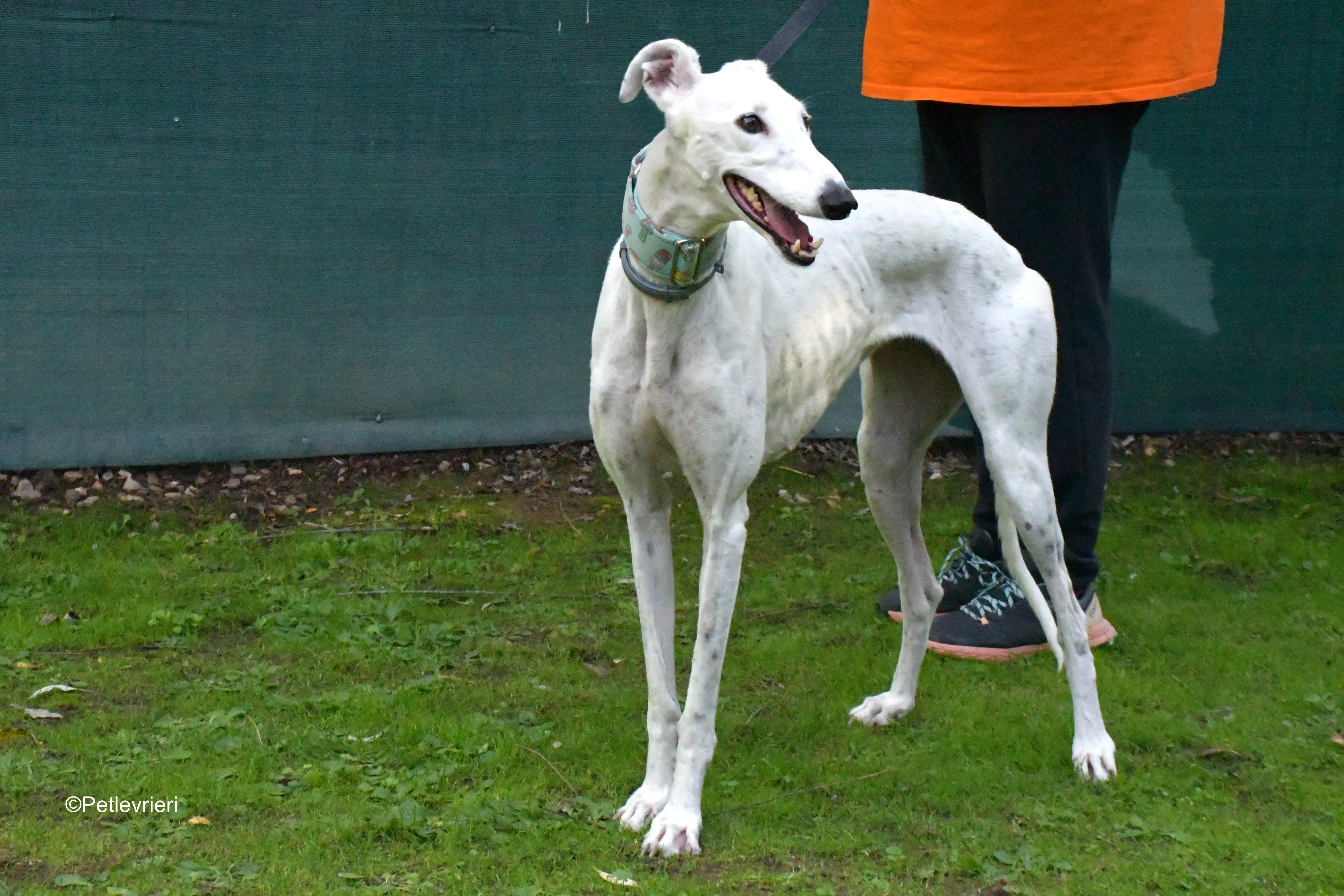 alaska adozione levrieri galgo 14