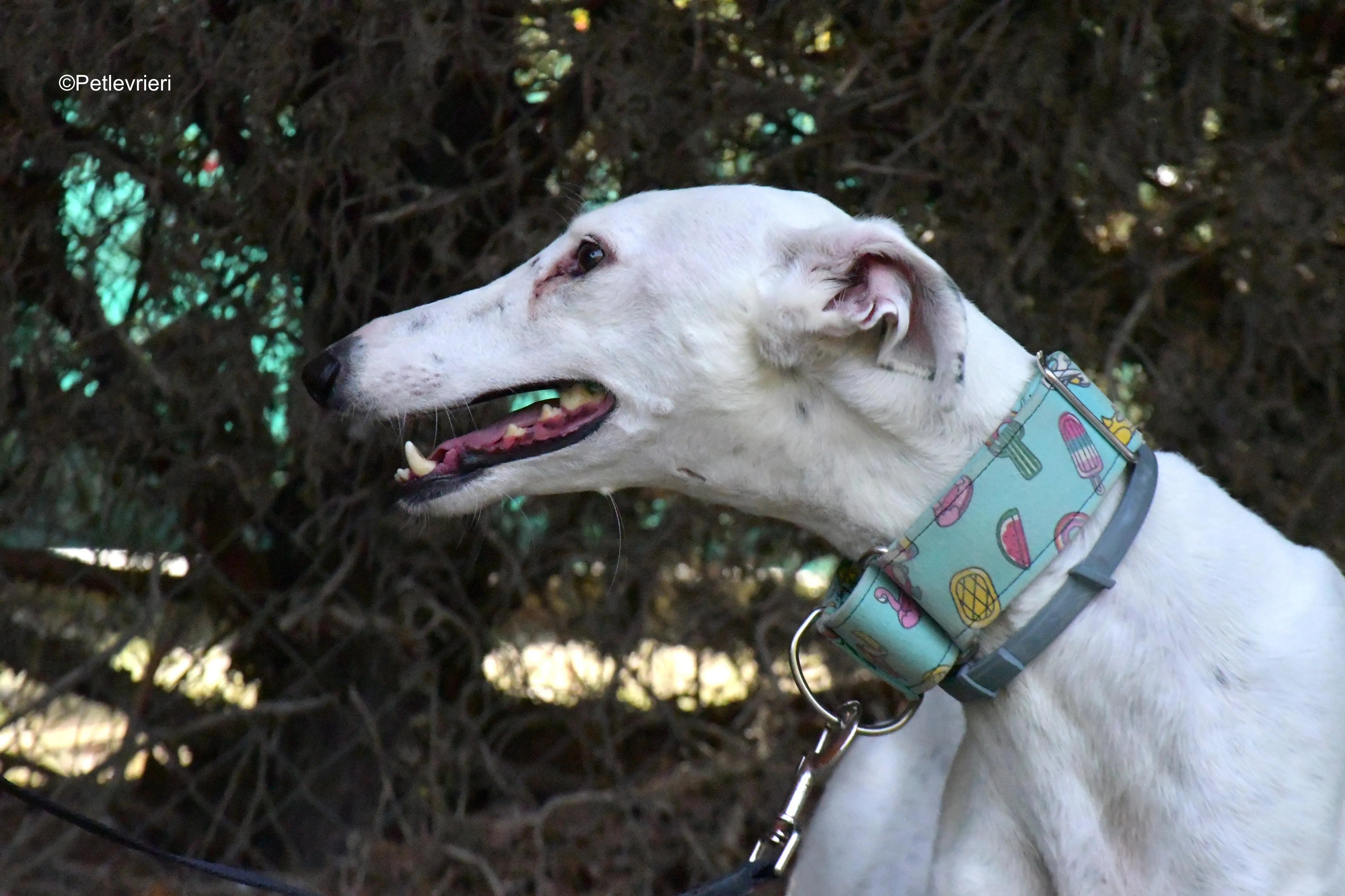 alaska adozione levrieri galgo 2