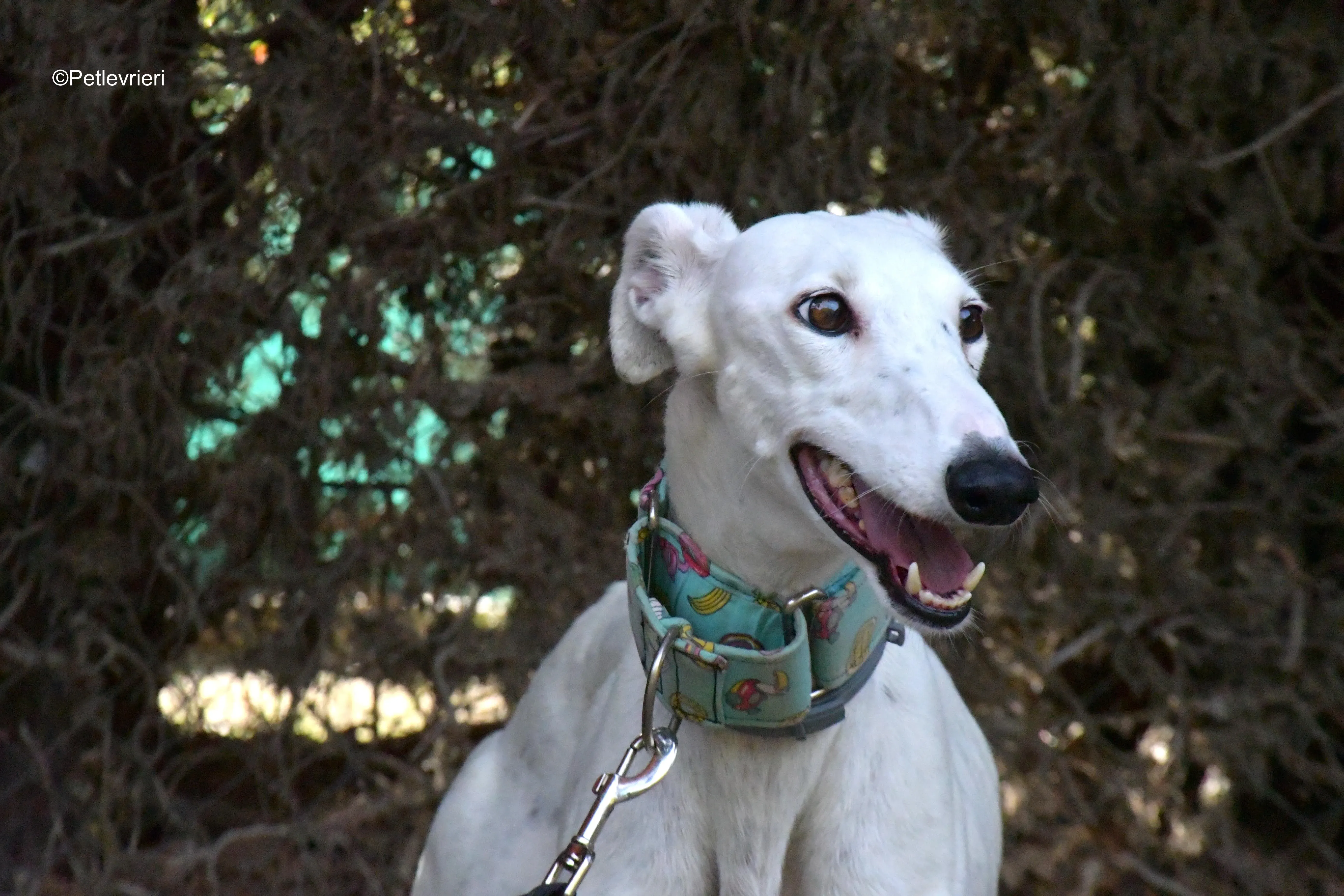 alaska adozione levrieri galgo 3