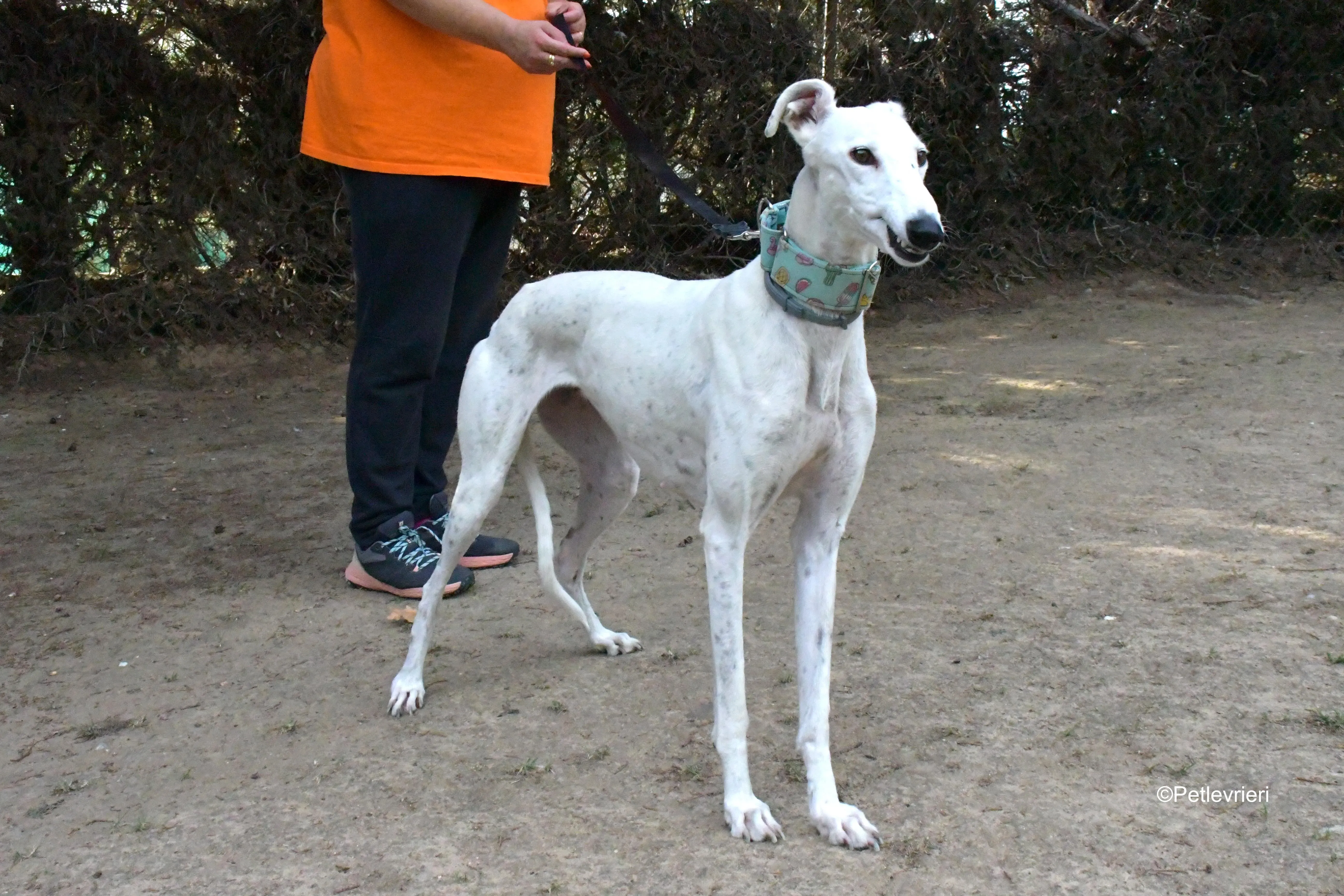 alaska adozione levrieri galgo 4