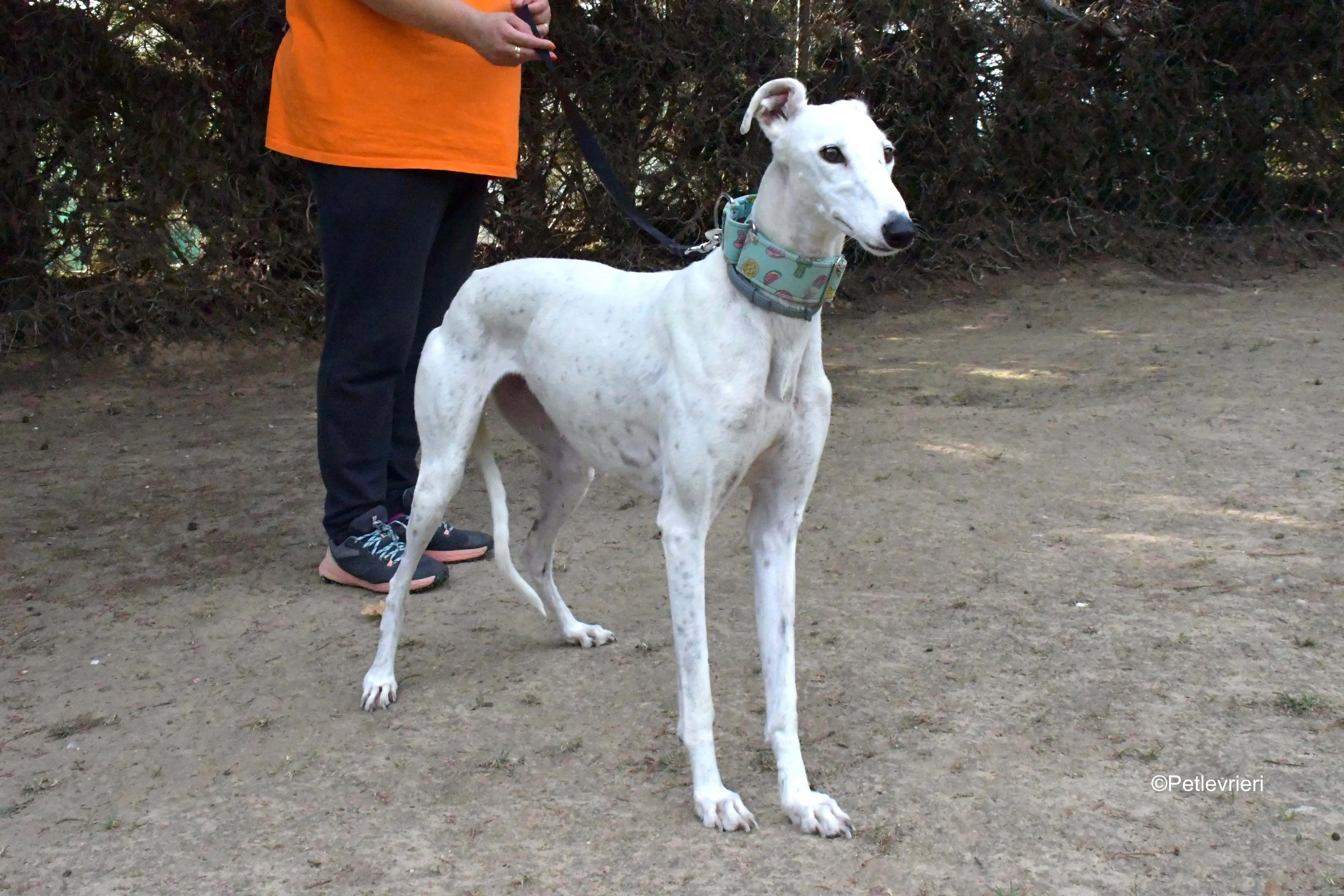 alaska adozione levrieri galgo 6