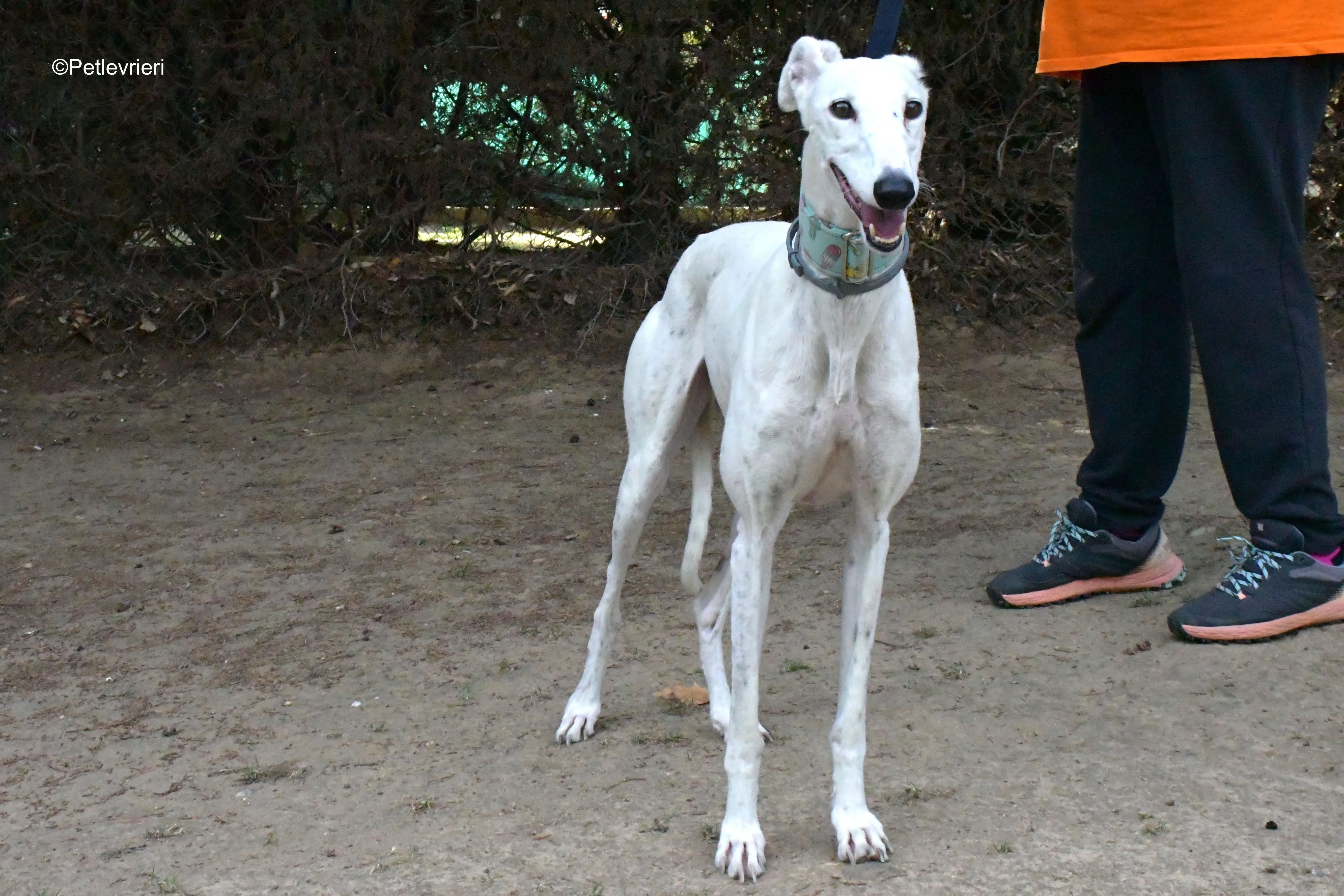 alaska adozione levrieri galgo 7