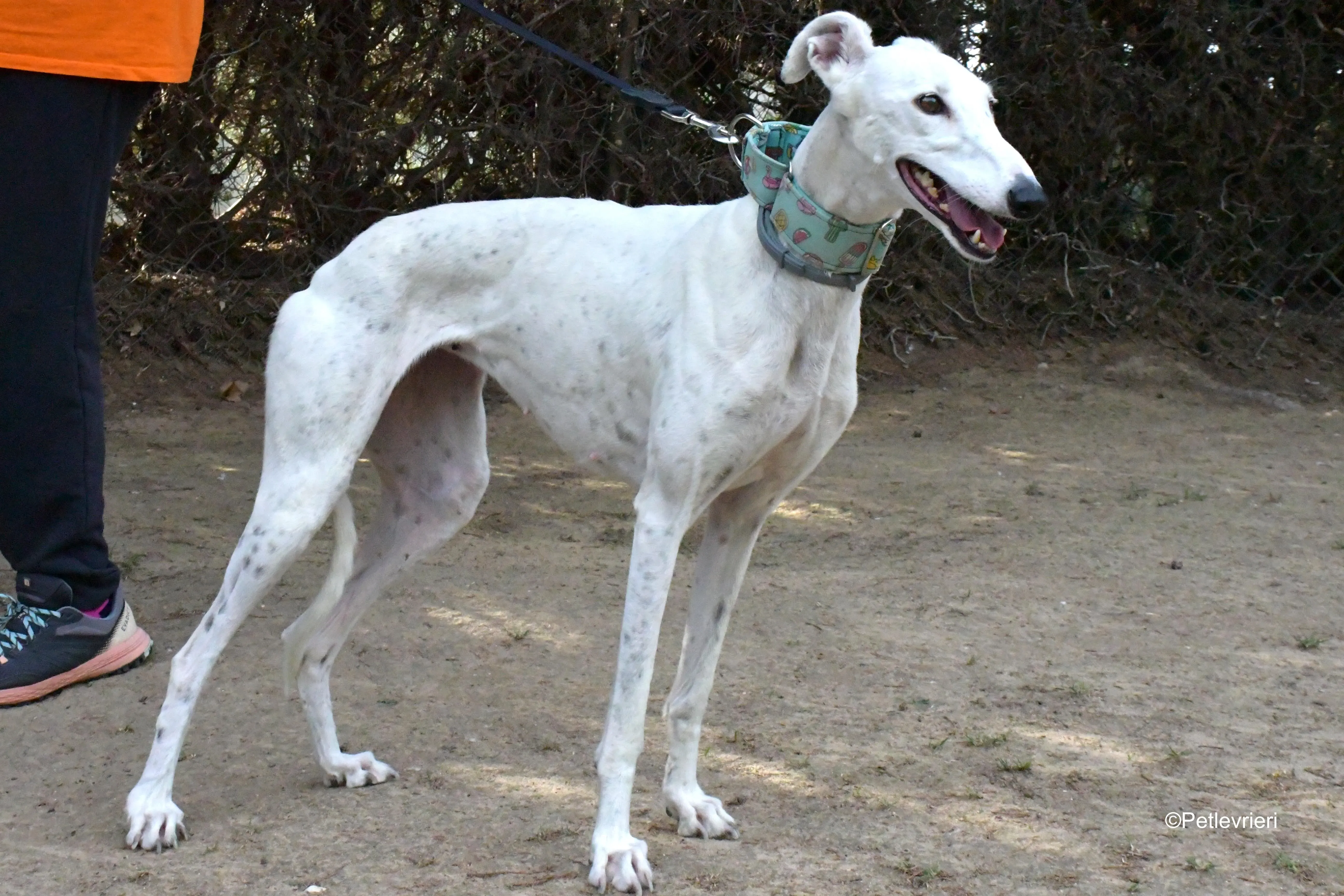alaska adozione levrieri galgo 8