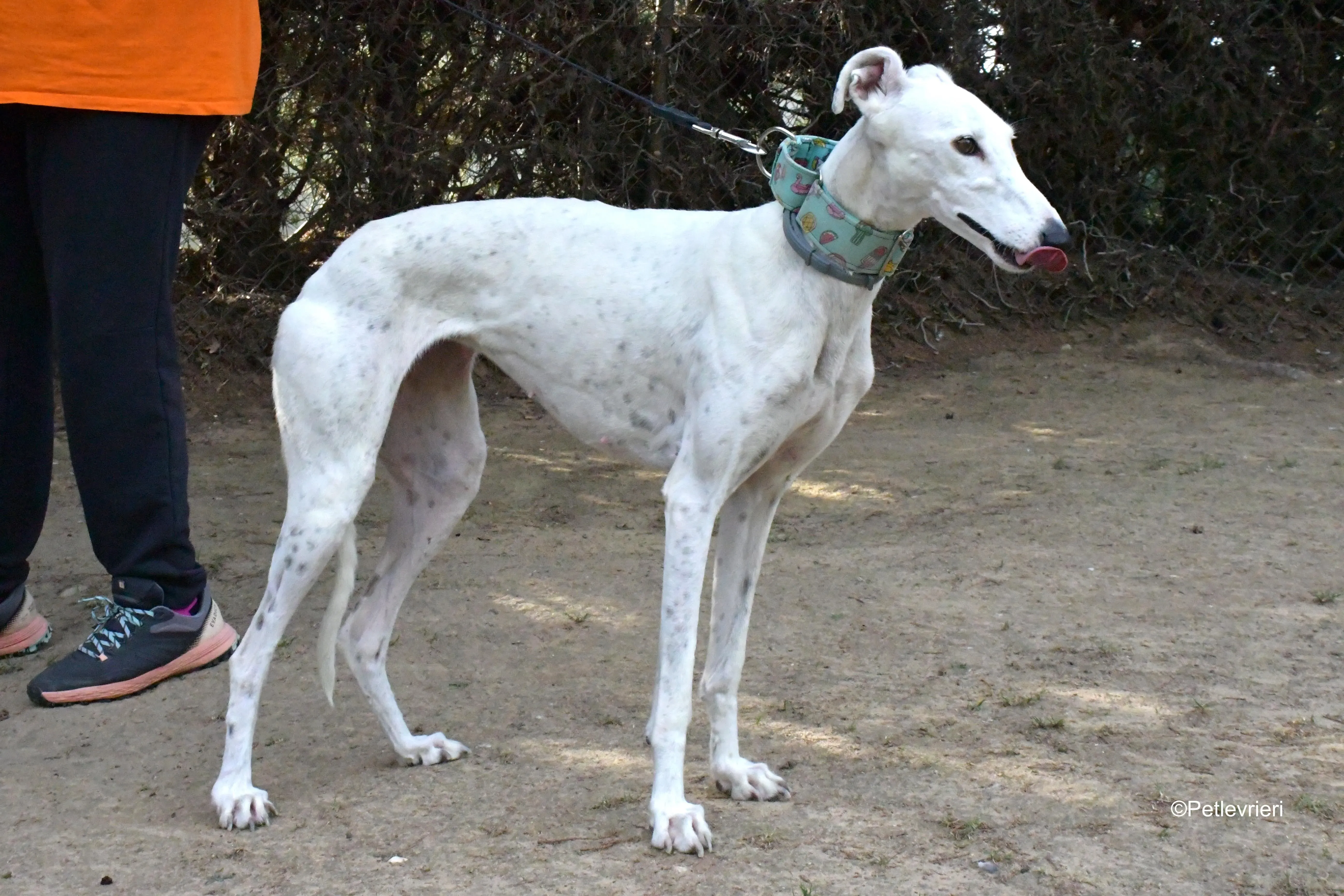 alaska adozione levrieri galgo 9