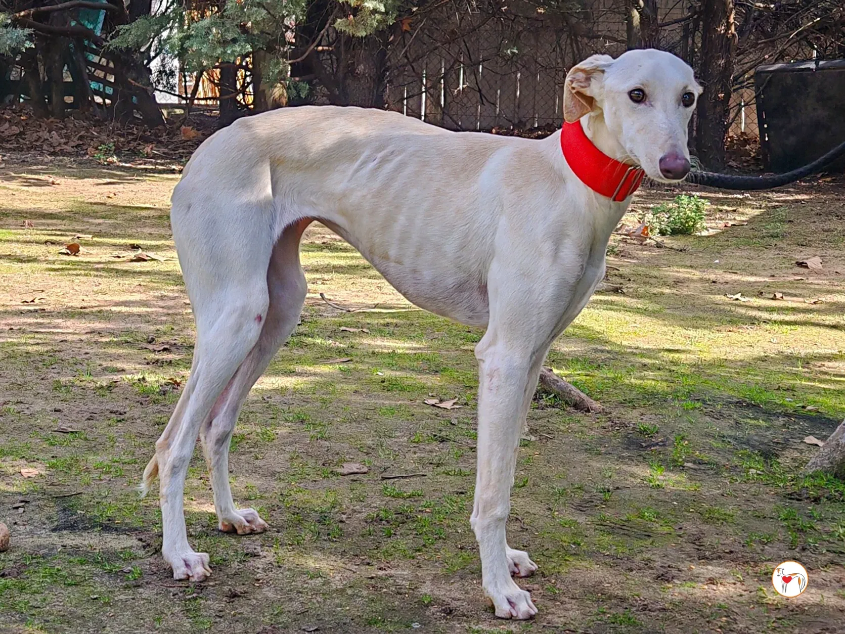 alaska galgo adozione 01