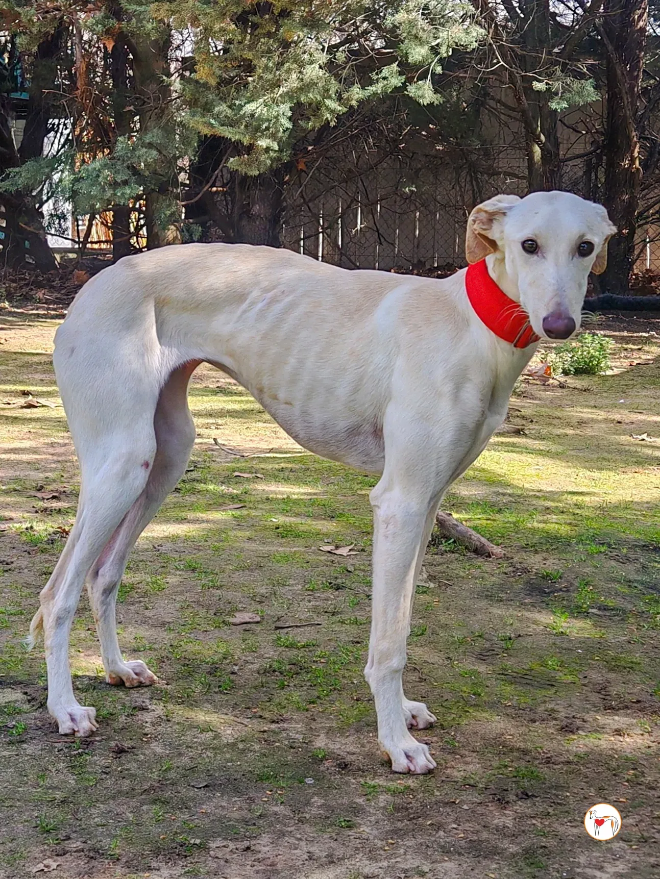 alaska galgo adozione 02