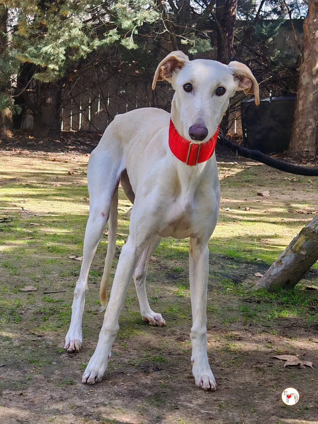 alaska galgo adozione 03