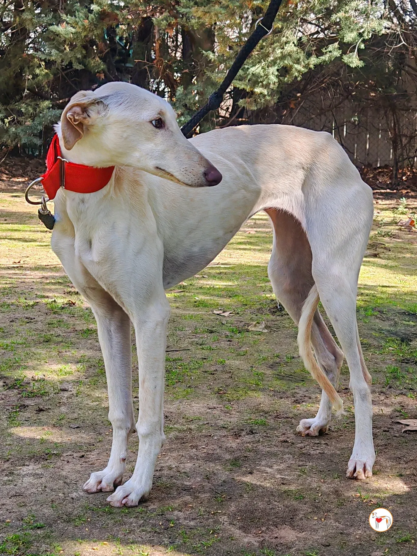 alaska galgo adozione 04