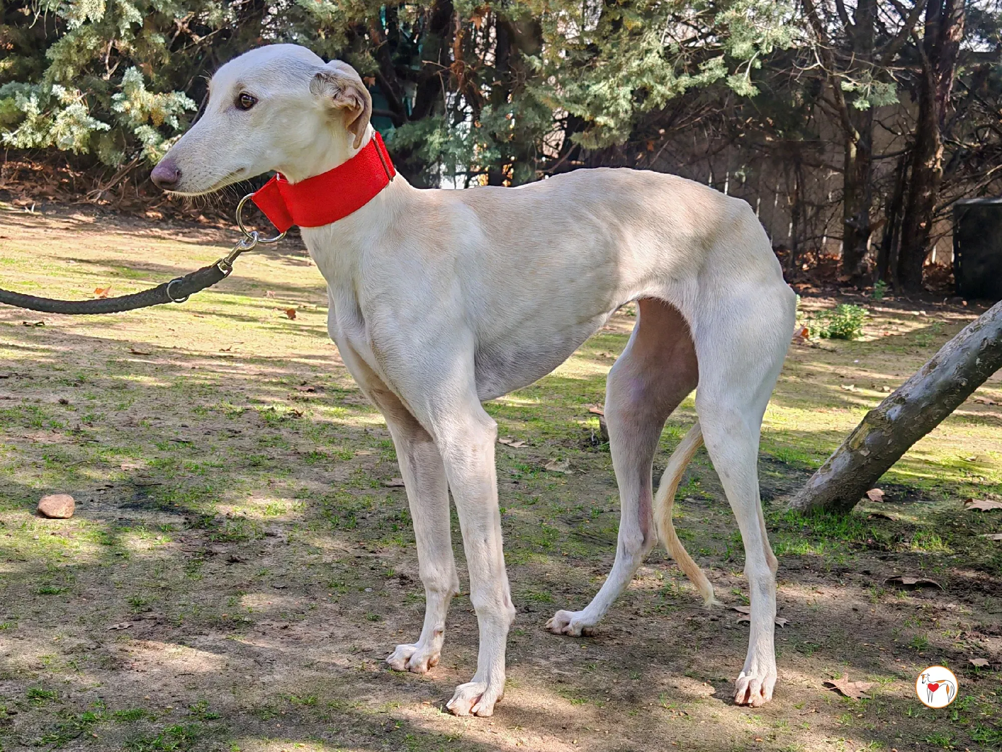 alaska galgo adozione 05