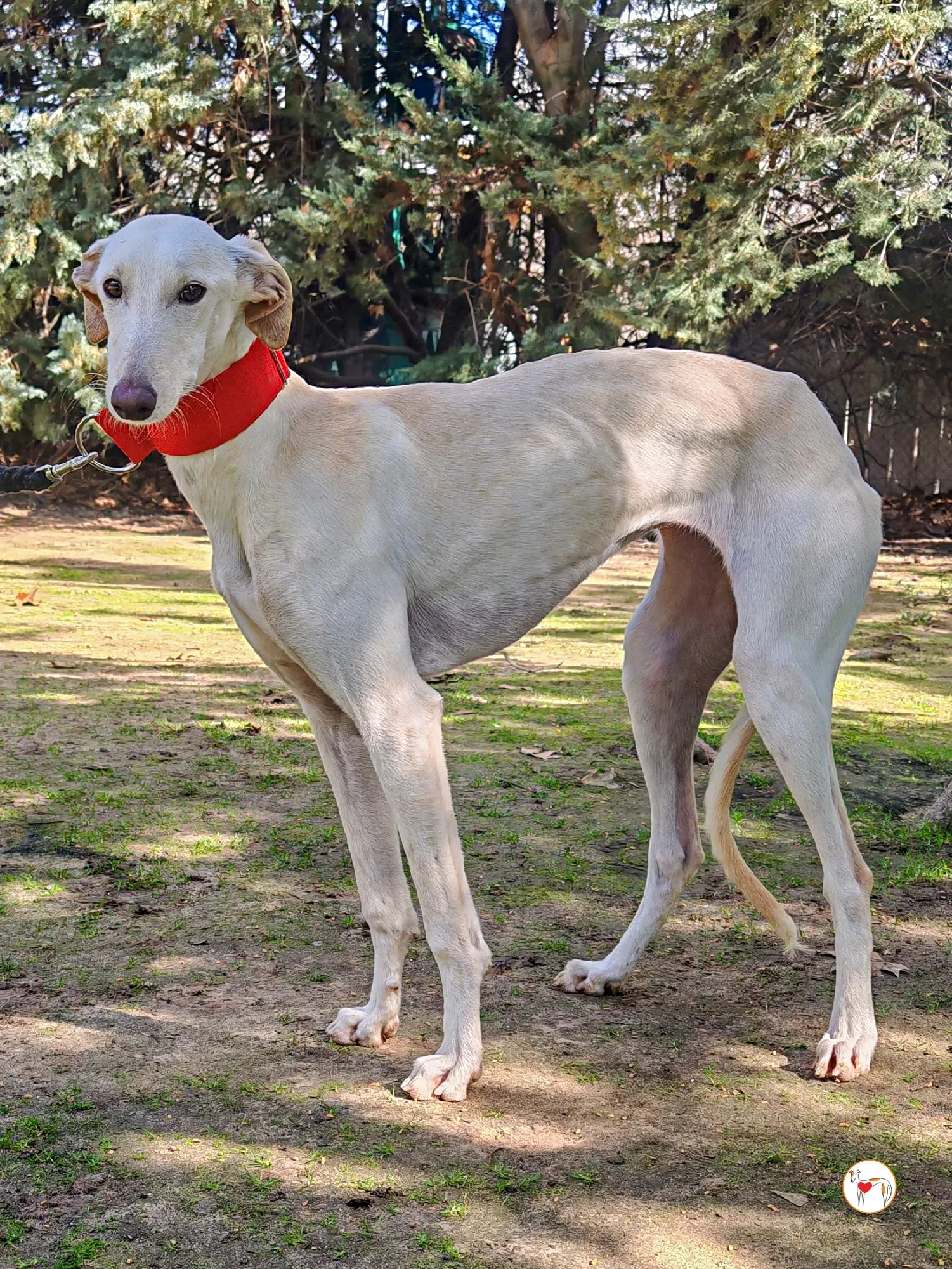 alaska galgo adozione 06