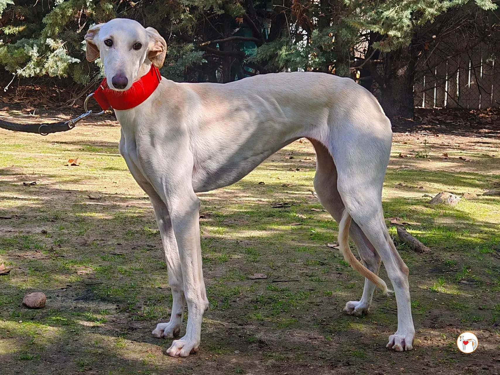 alaska galgo adozione 07