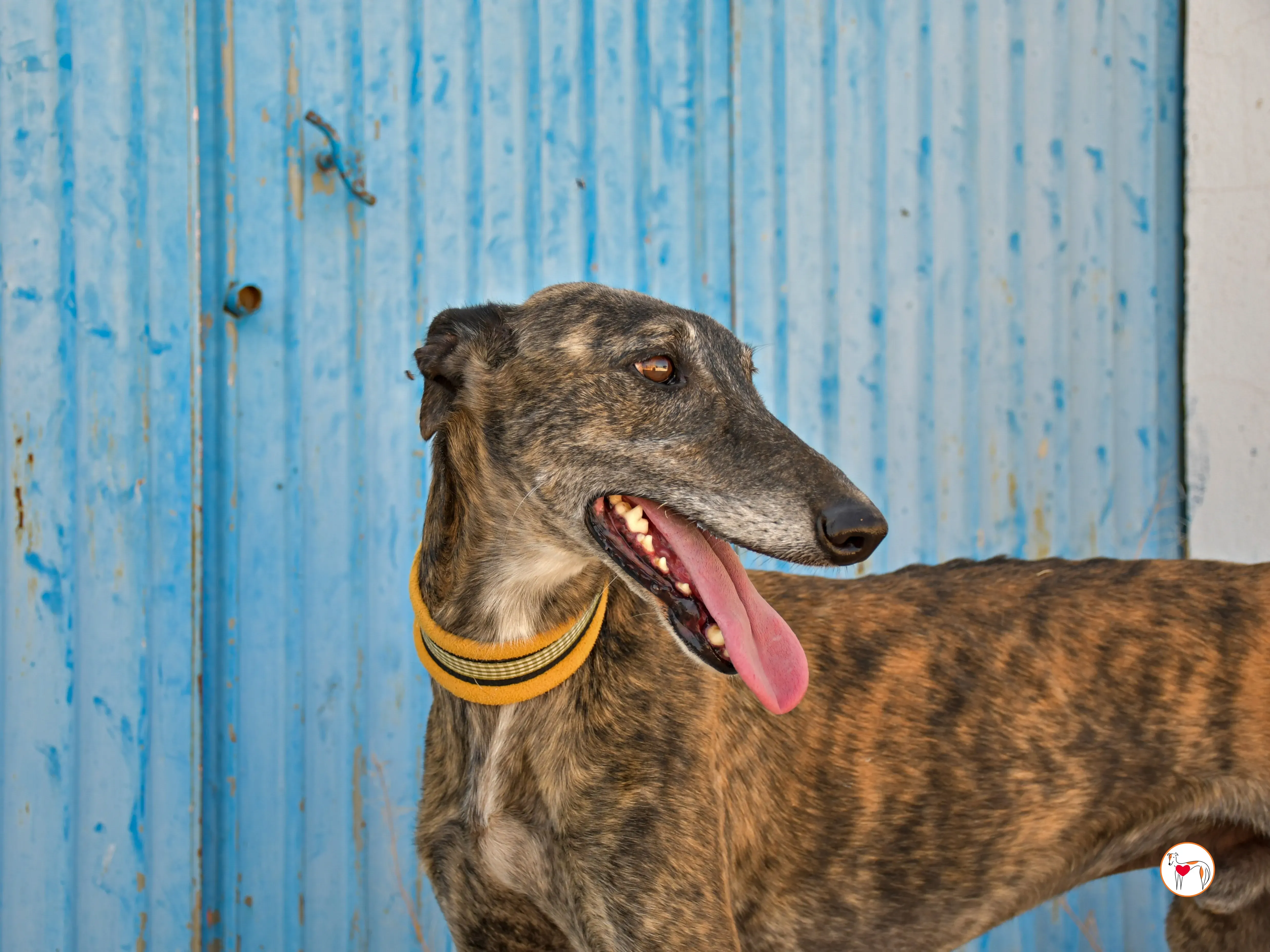 alastor galgo adozione 01