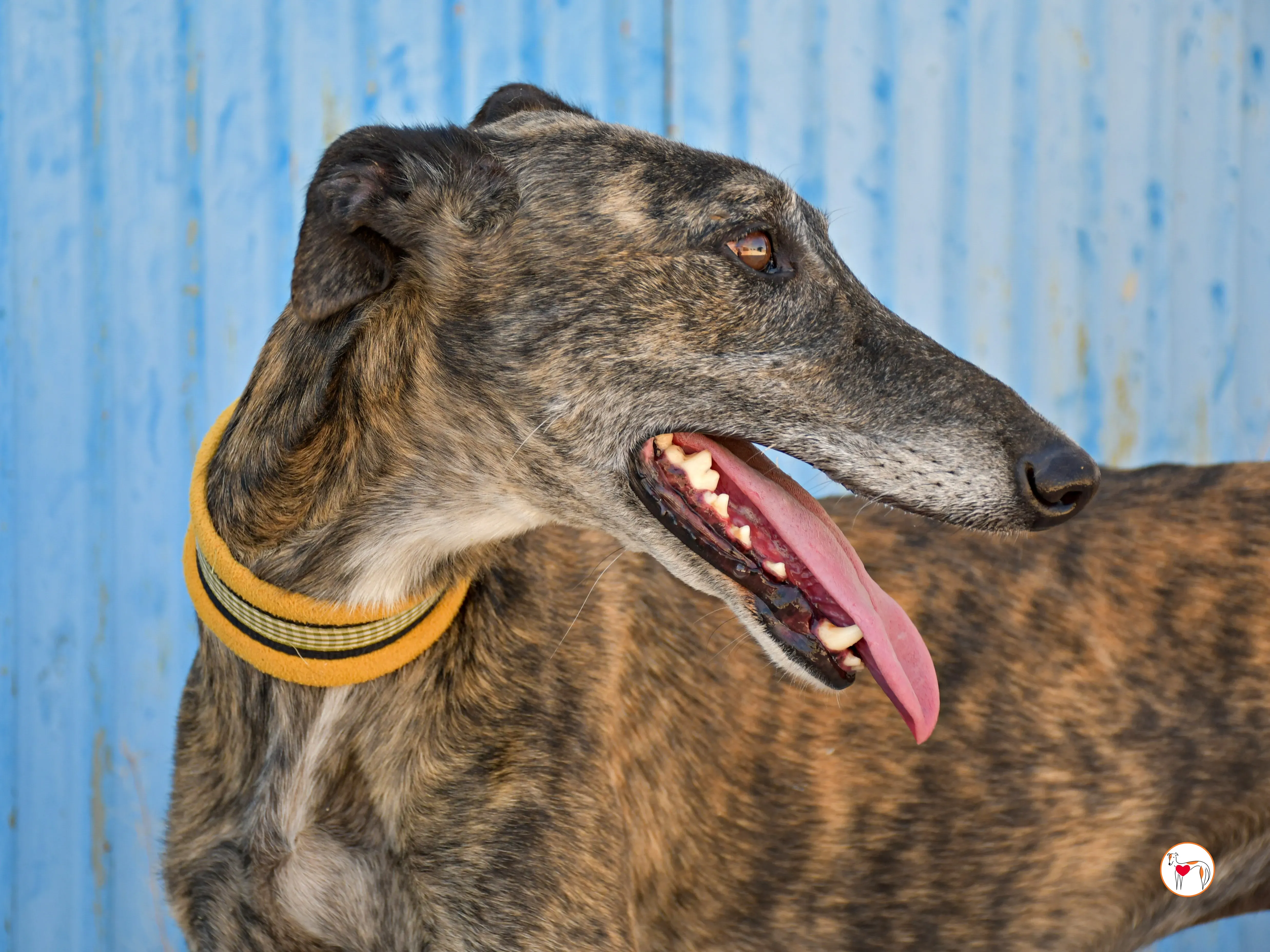 alastor galgo adozione 02