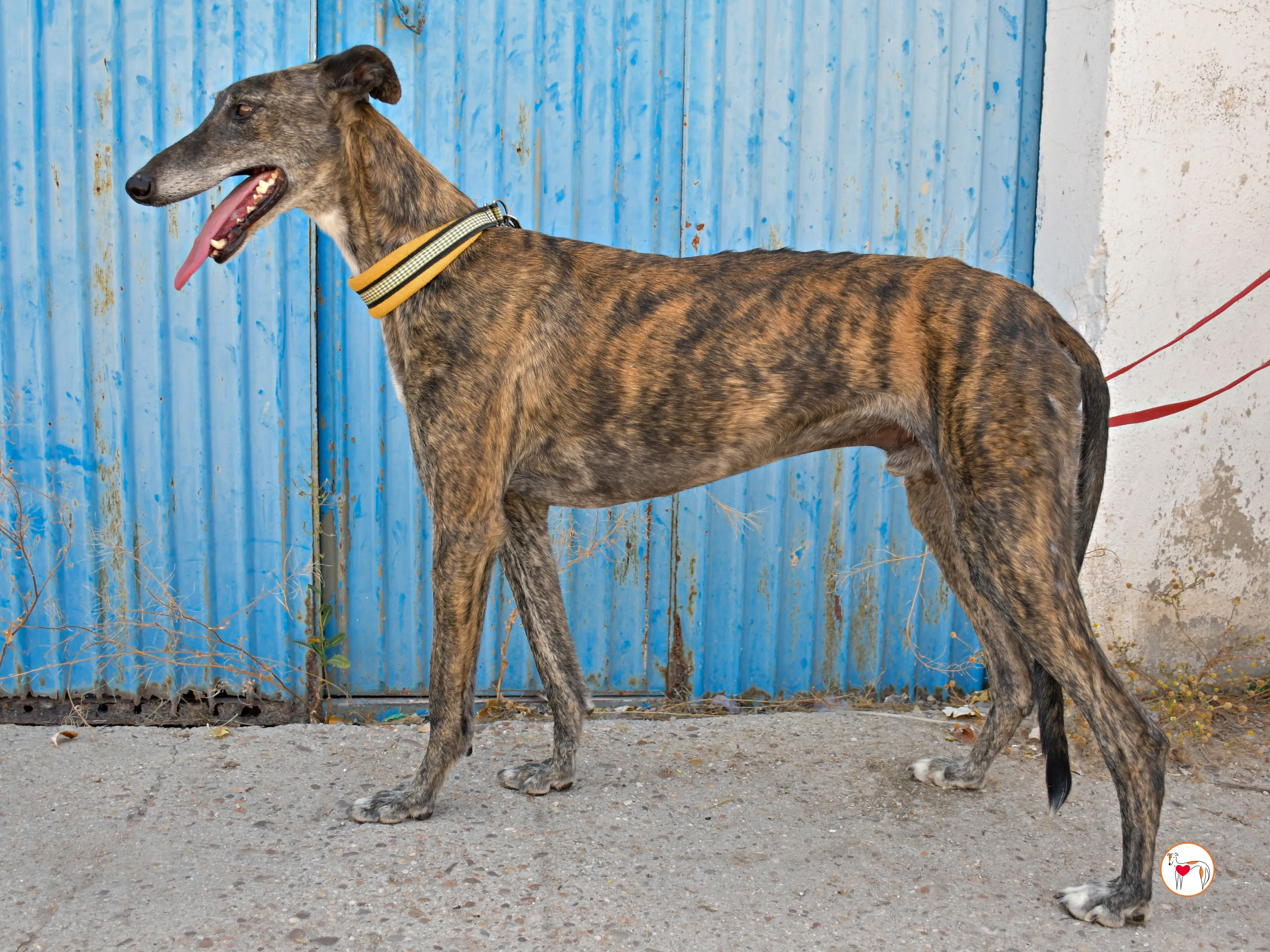 alastor galgo adozione 03