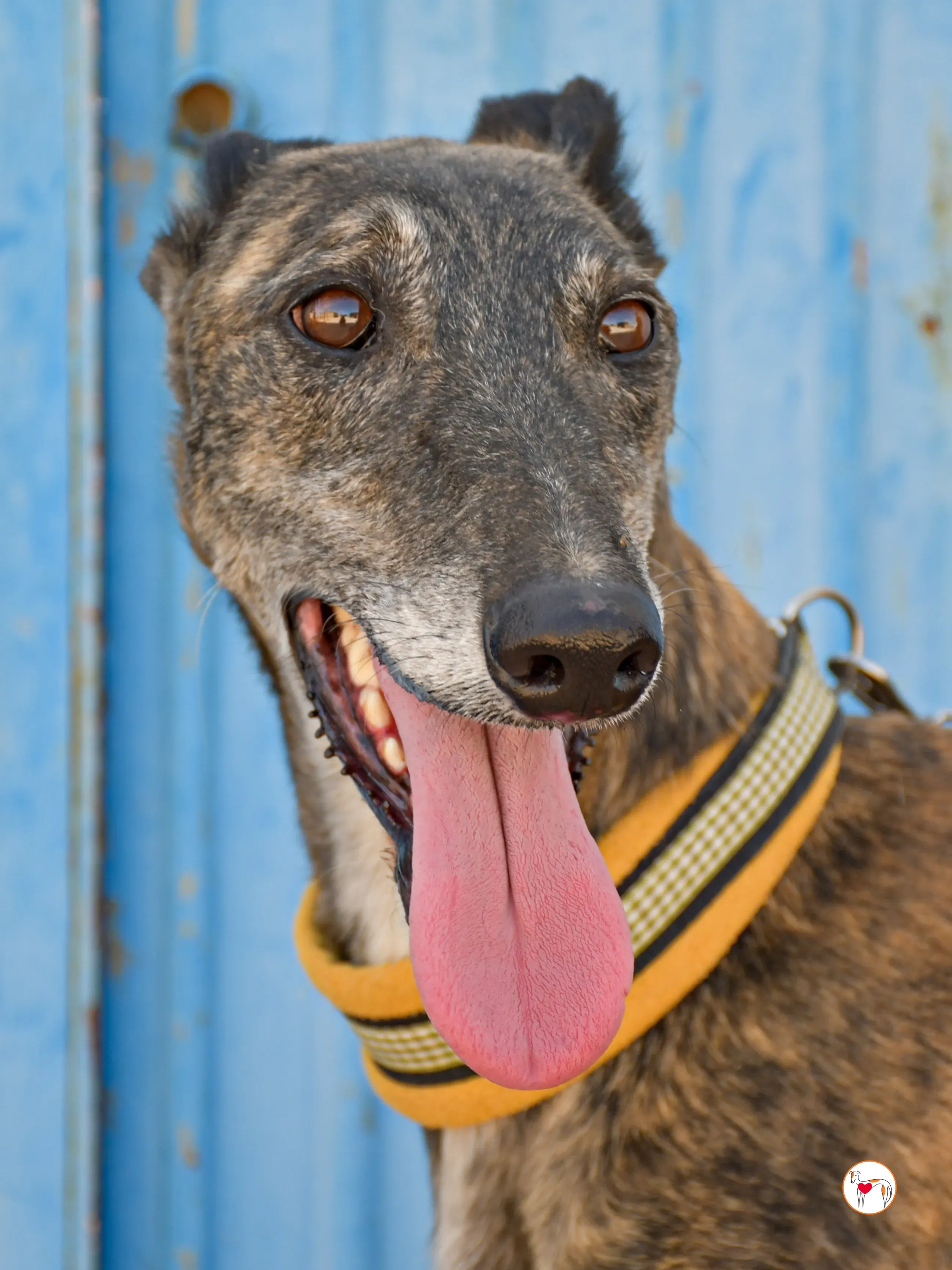 alastor galgo adozione 04