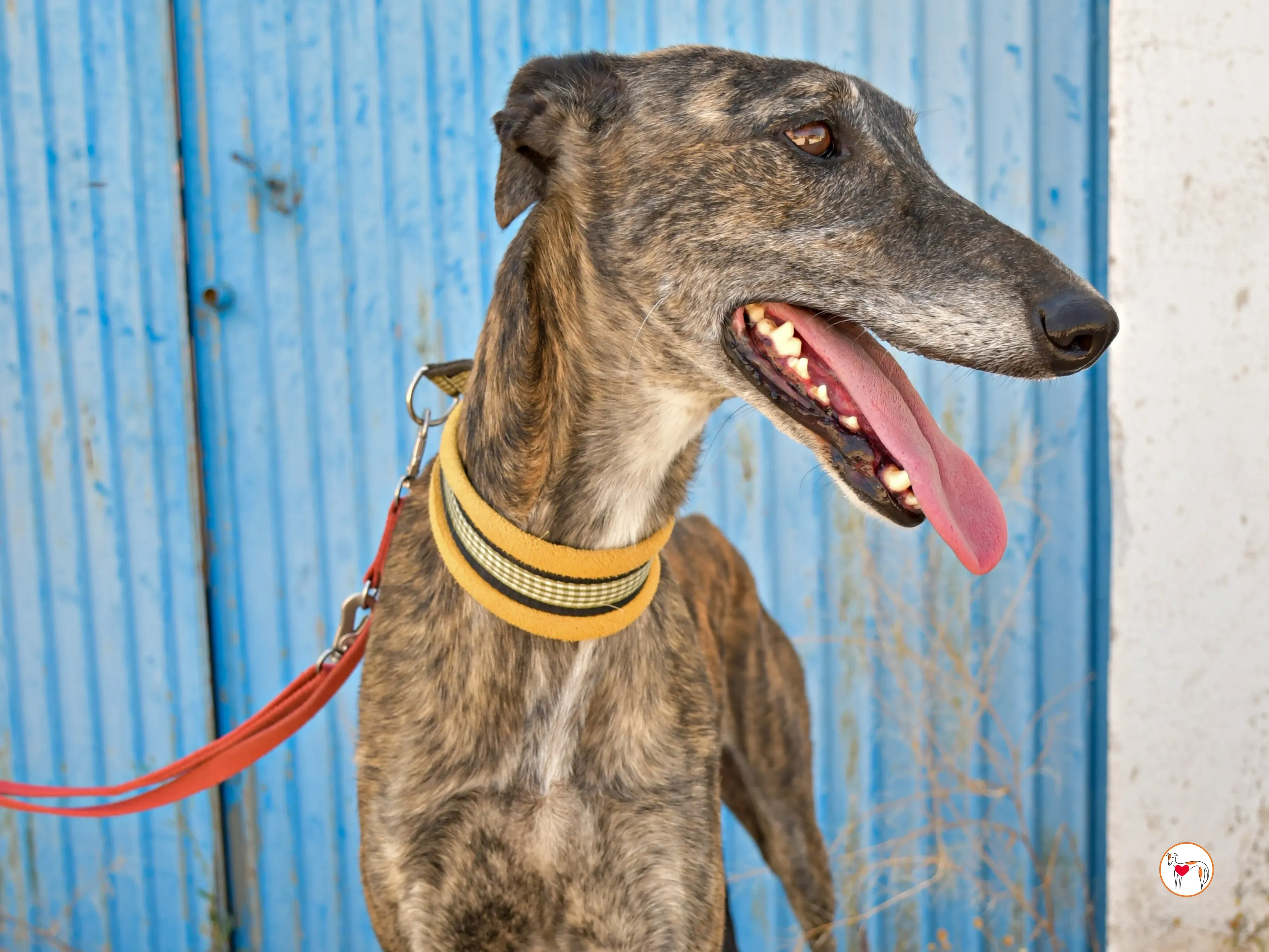 alastor galgo adozione 05