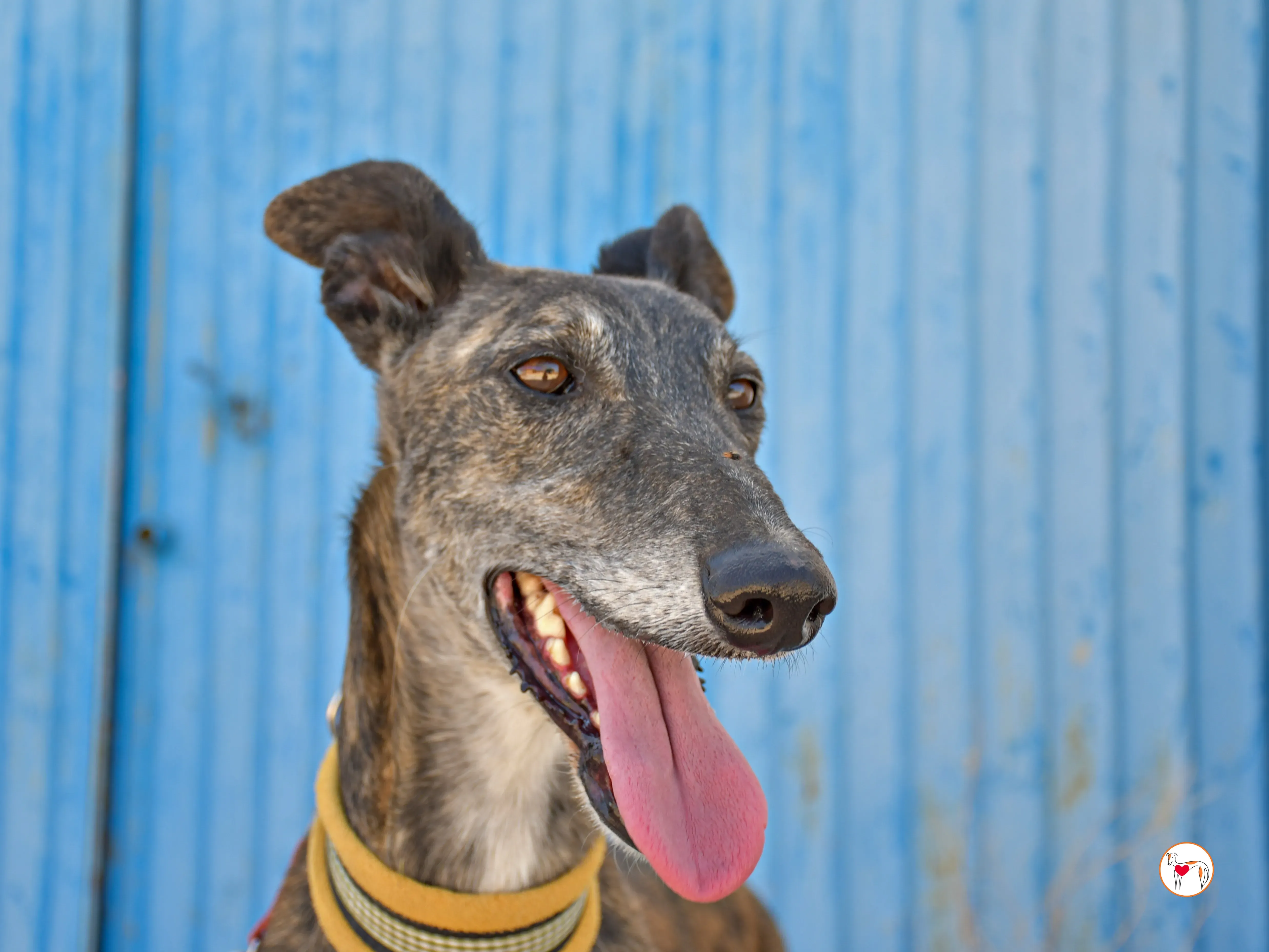 alastor galgo adozione 06