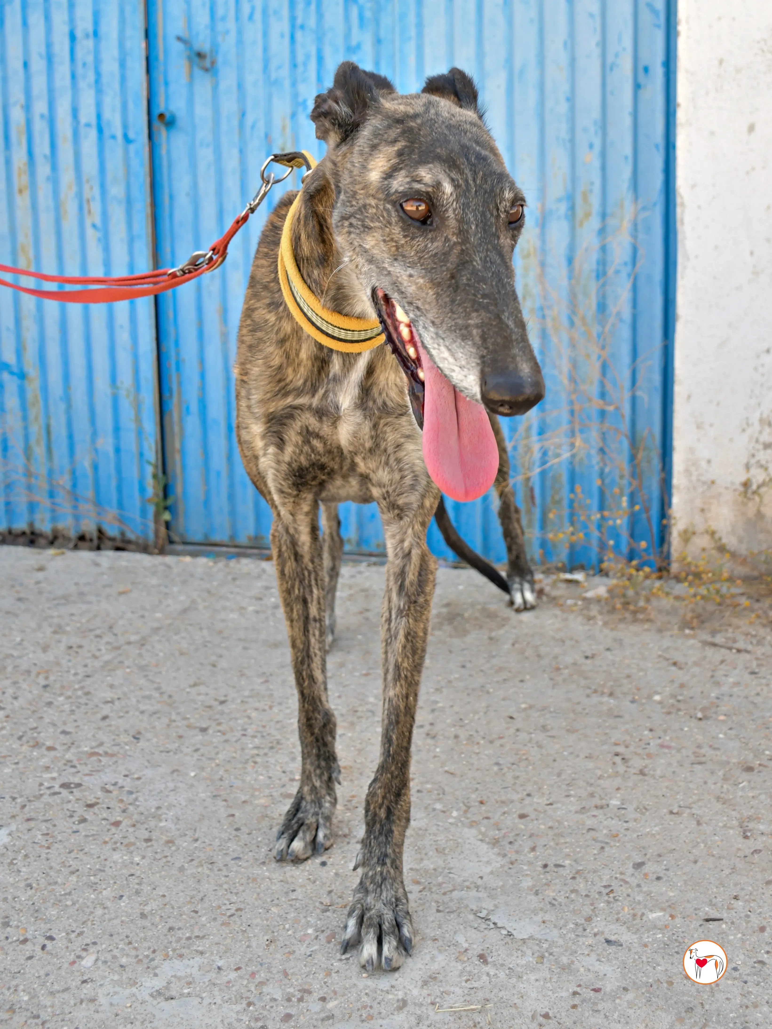 alastor galgo adozione 07