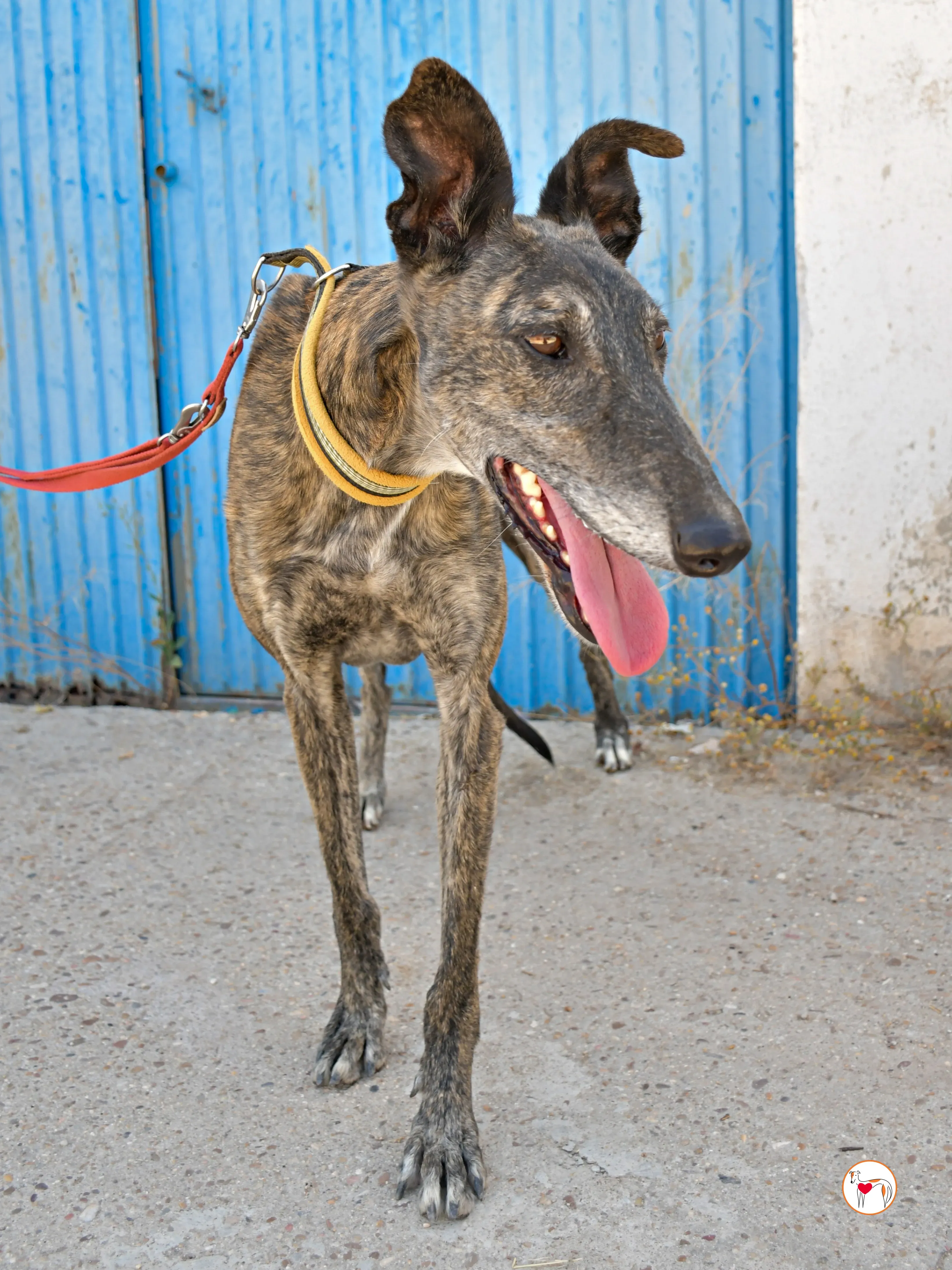 alastor galgo adozione 08