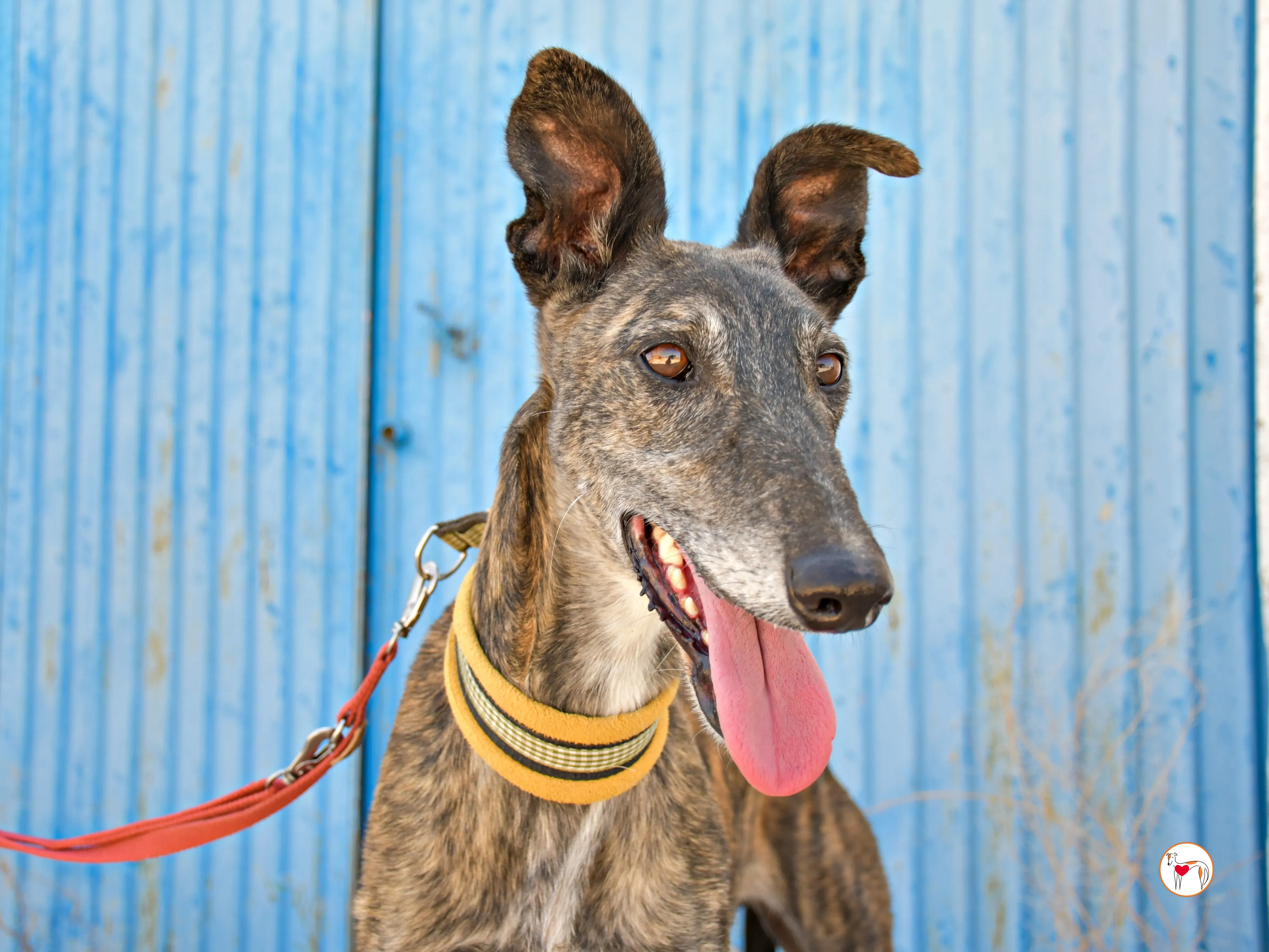 alastor galgo adozione 09