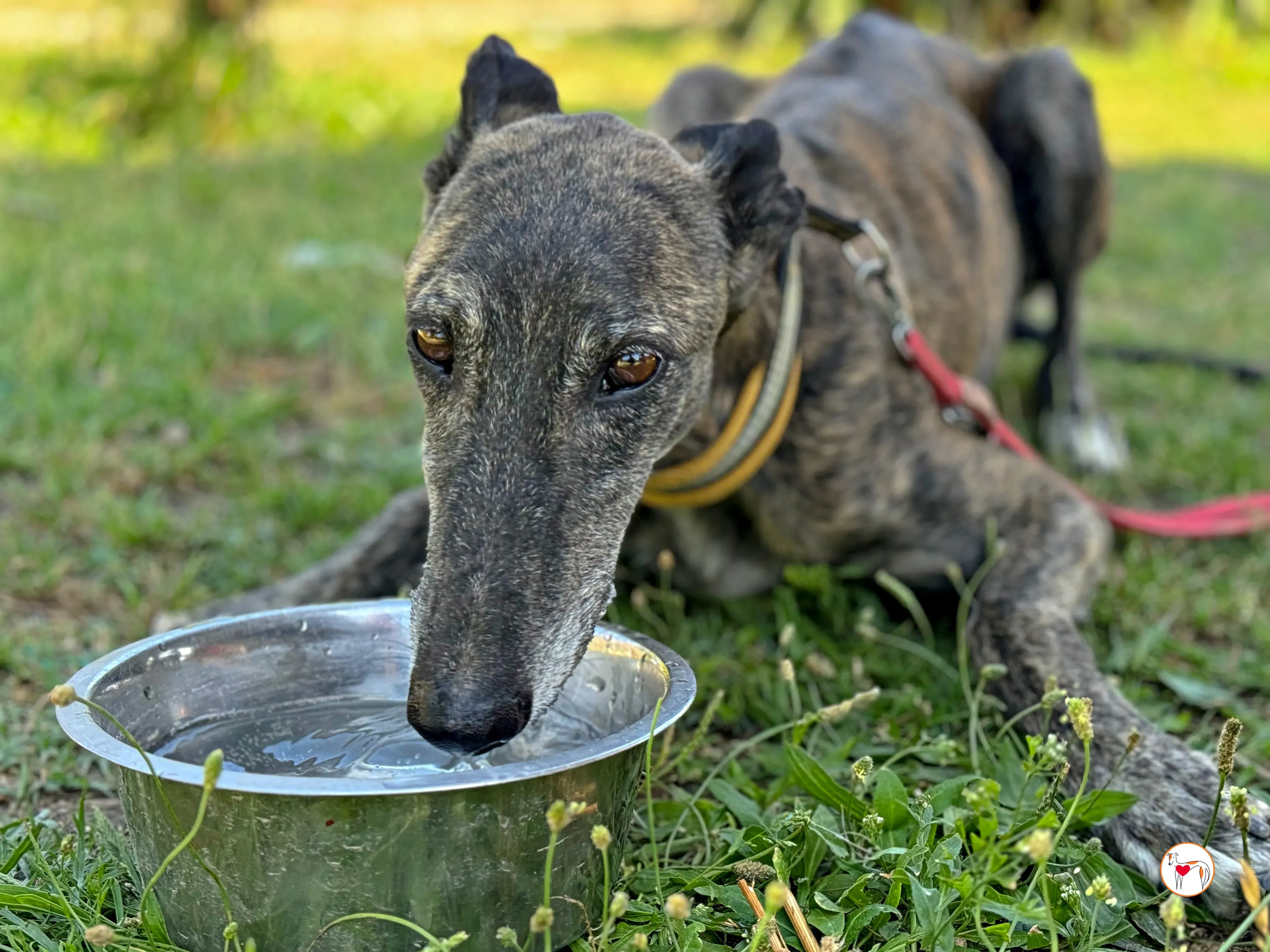 alastor galgo adozione 10