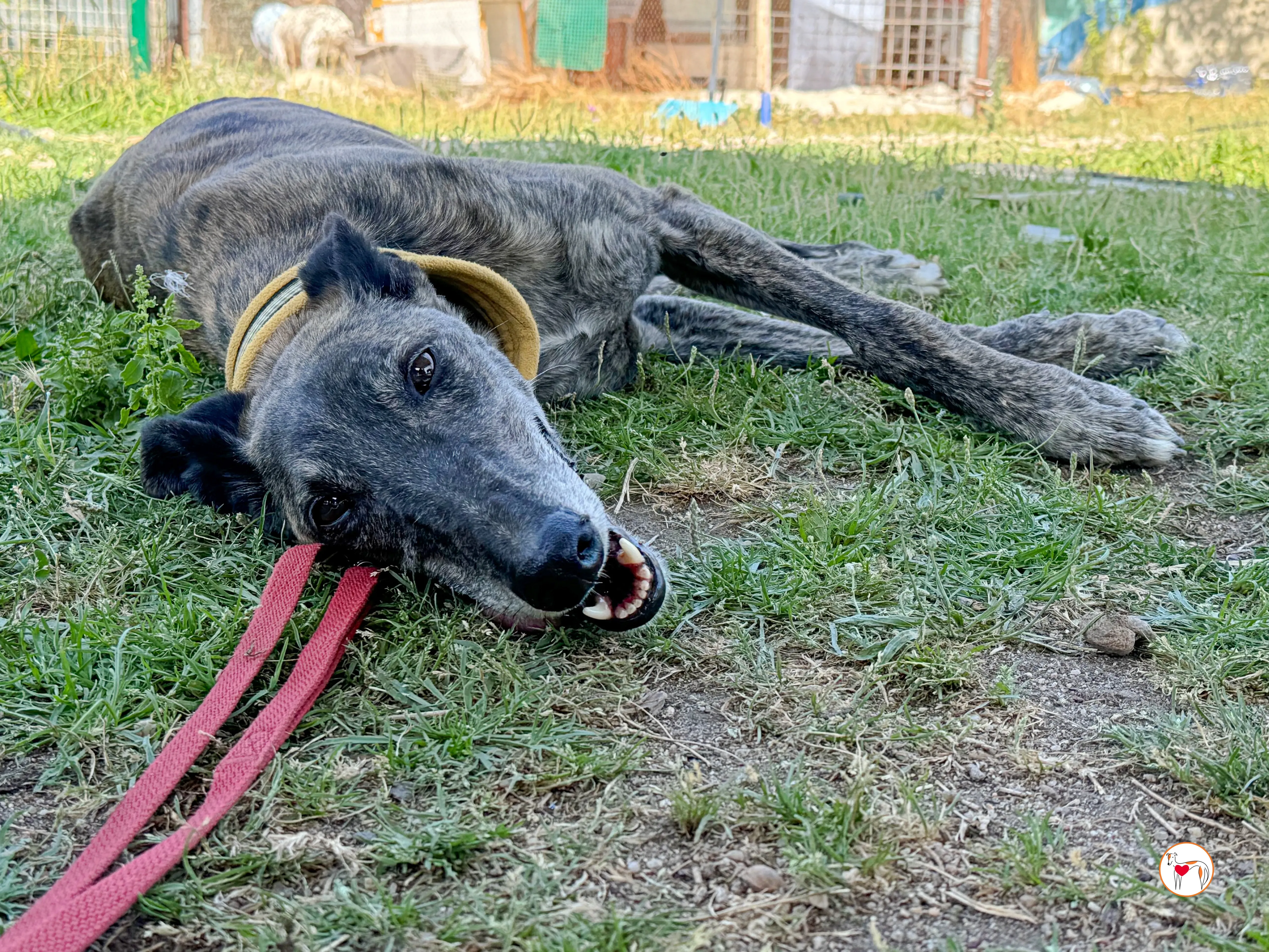 alastor galgo adozione 12