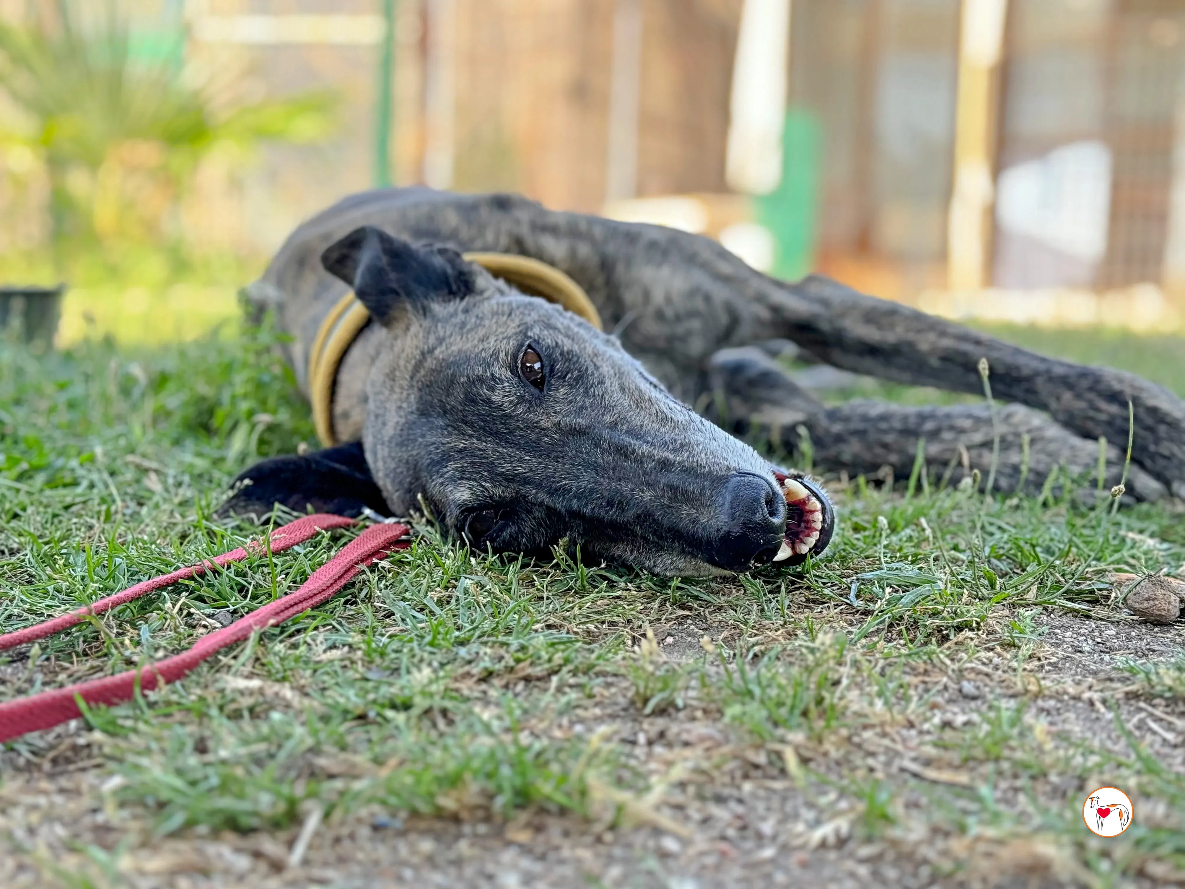 alastor galgo adozione 13