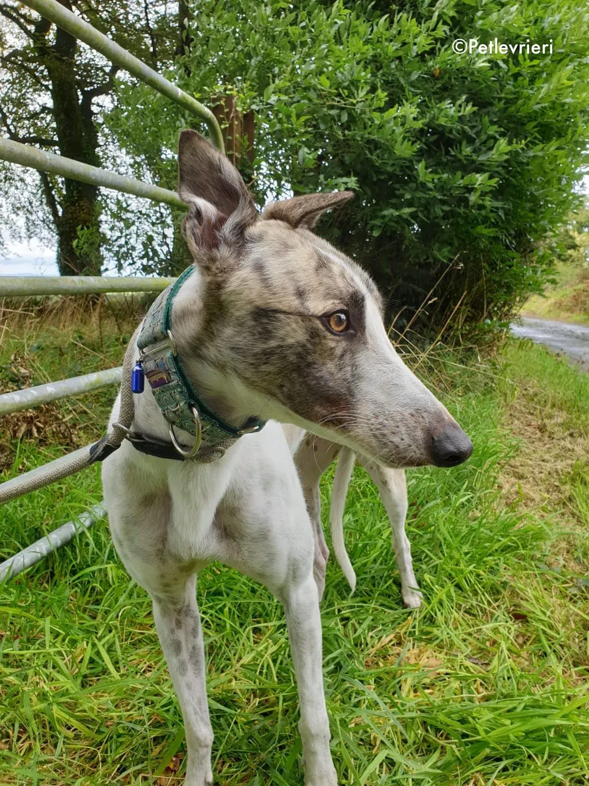 aldo adozione levrieri greyhound 1