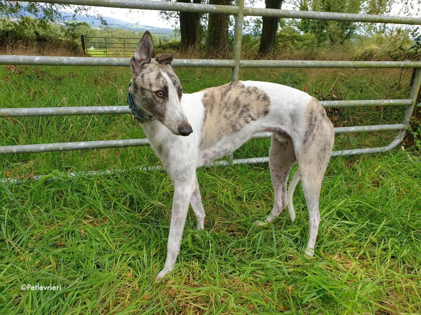 aldo adozione levrieri greyhound 2
