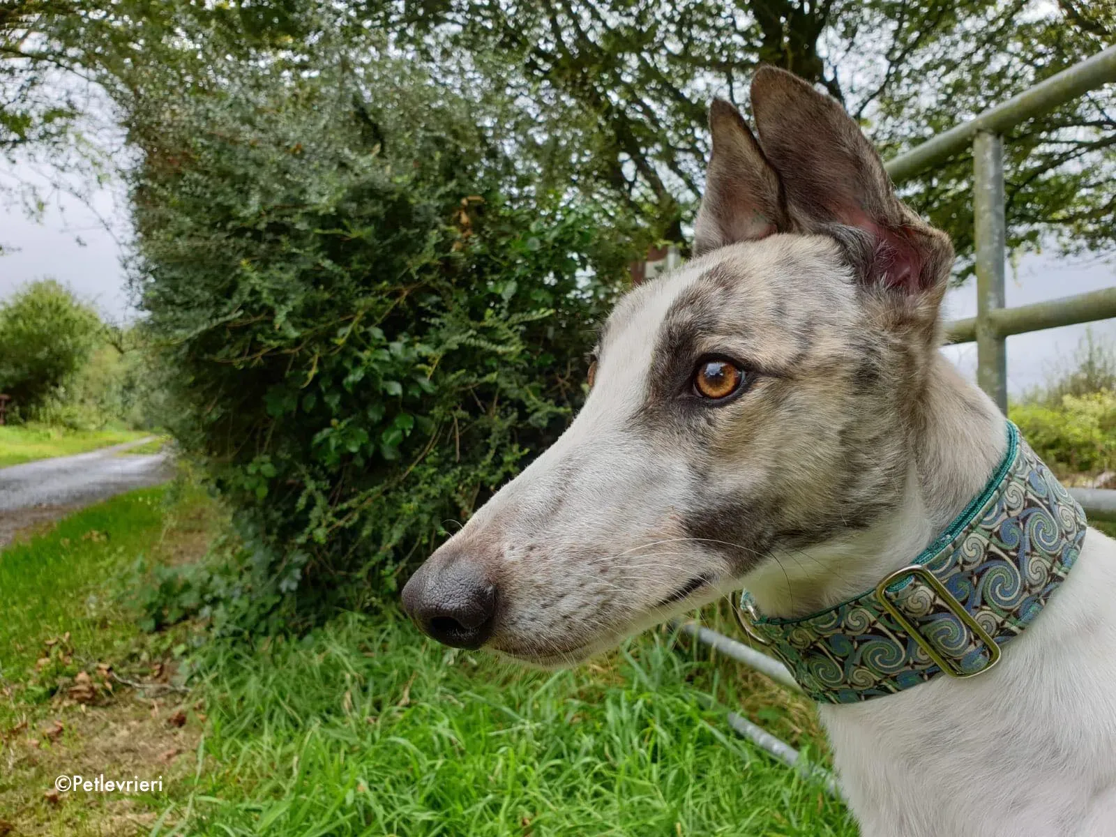 aldo adozione levrieri greyhound 3