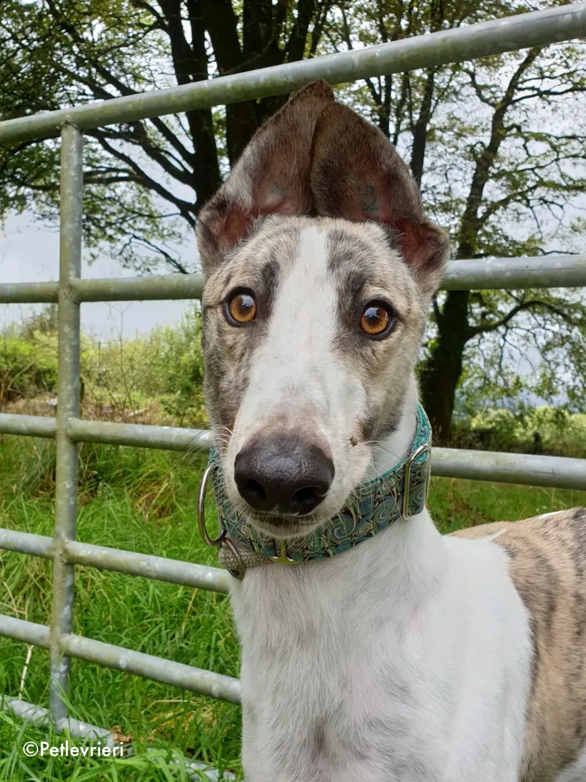 aldo adozione levrieri greyhound 4