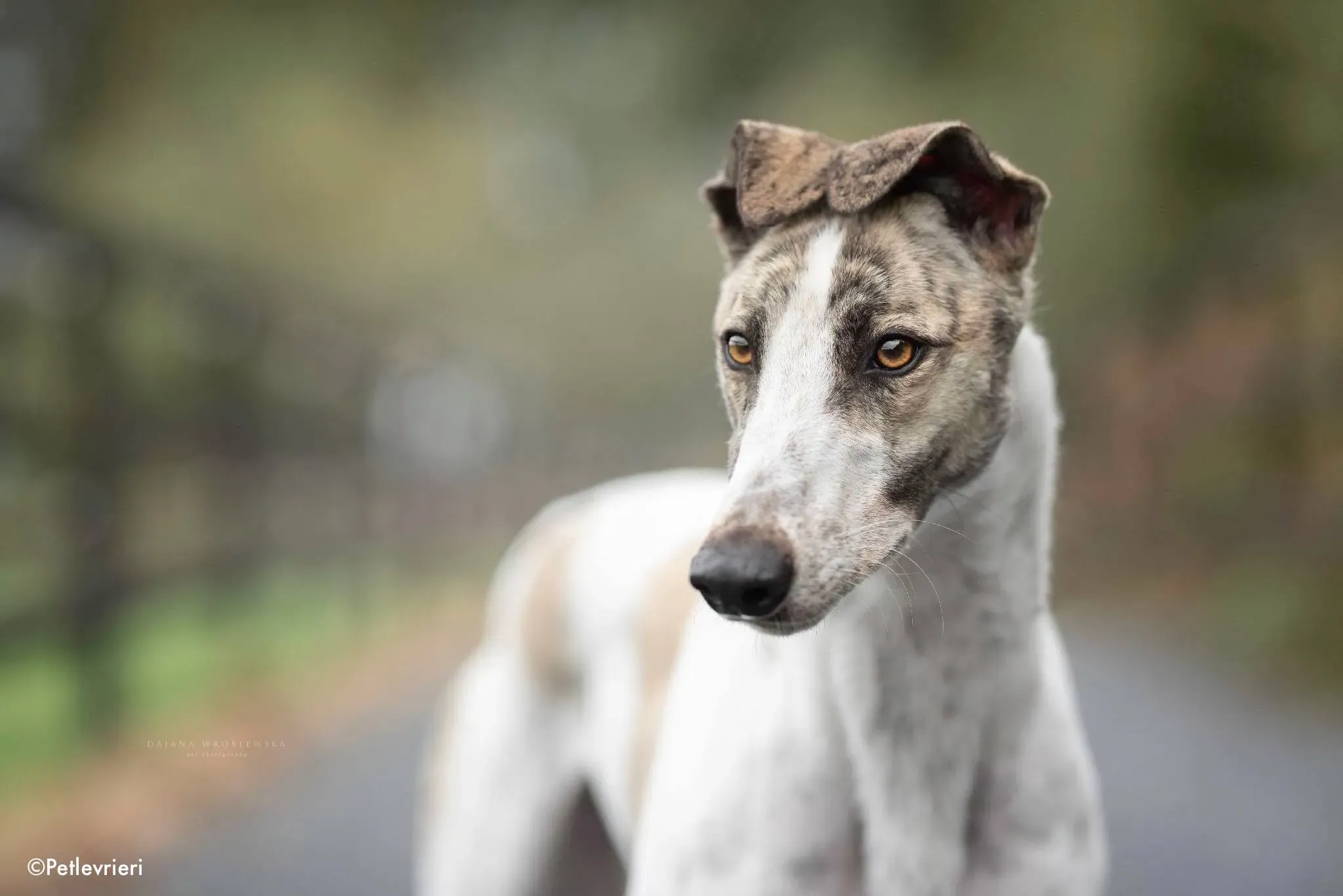 aldo adozione levrieri greyhound 5