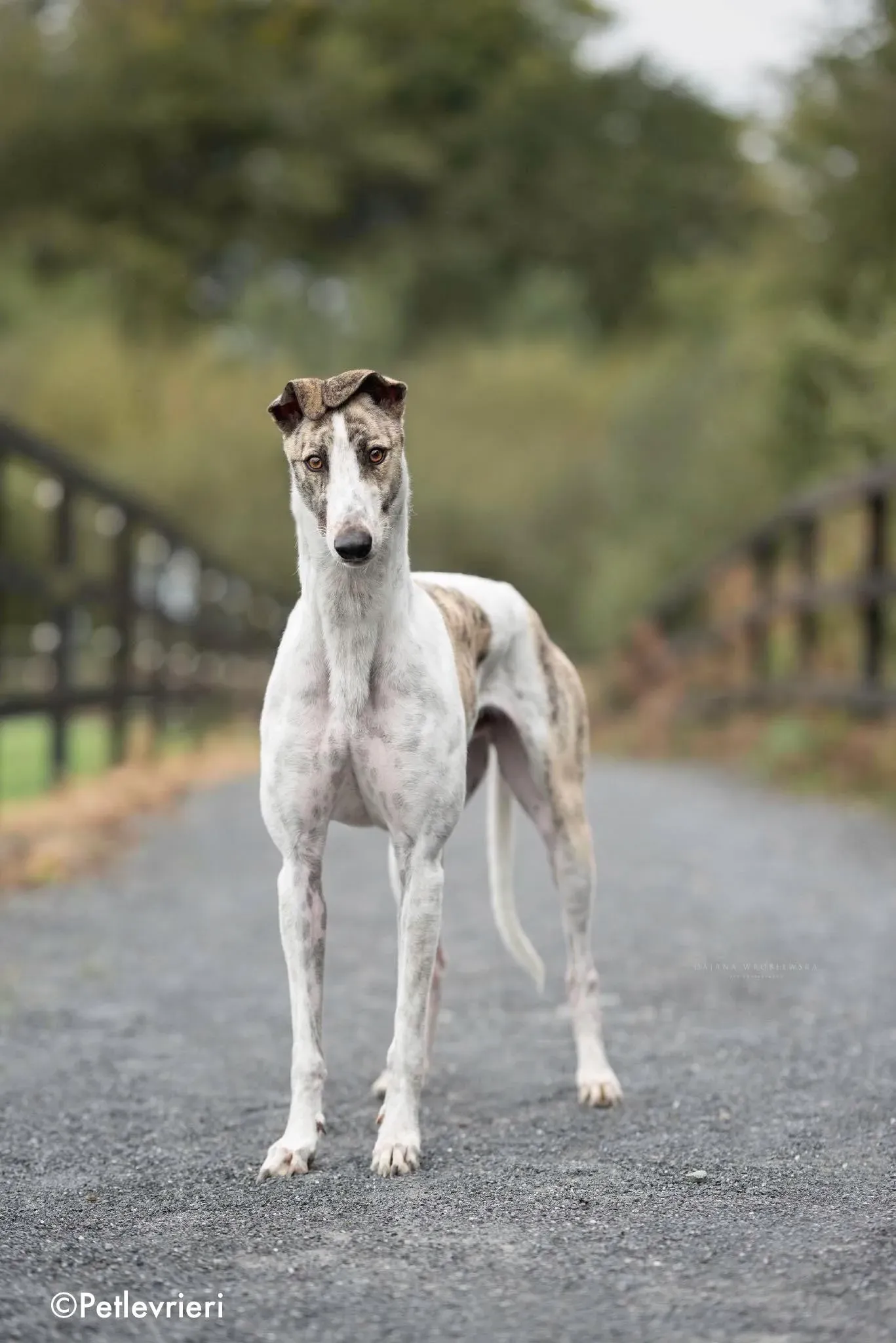 aldo adozione levrieri greyhound 6
