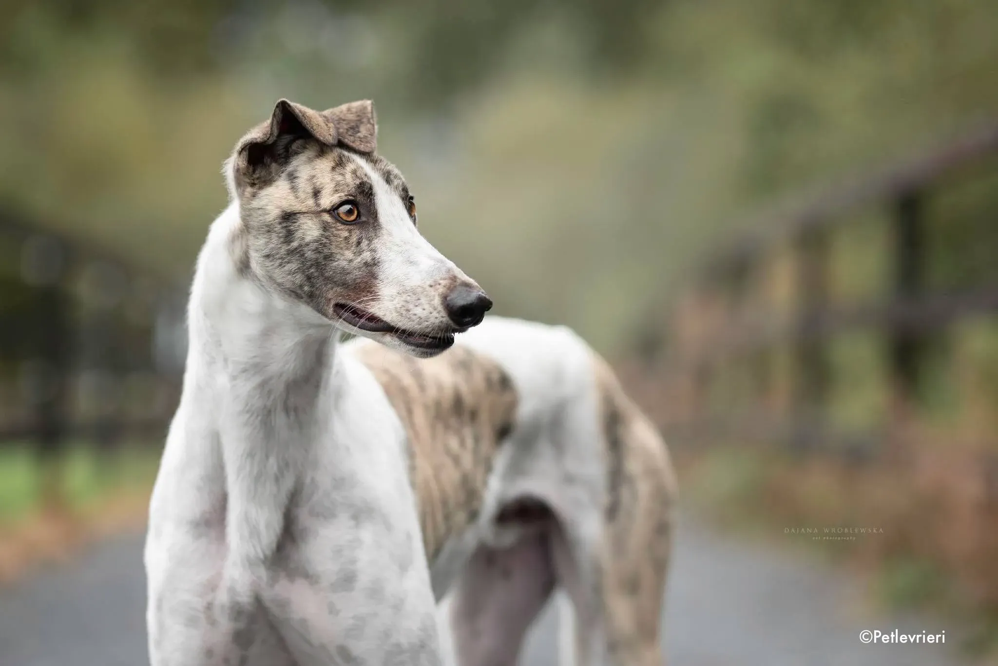 aldo adozione levrieri greyhound 7