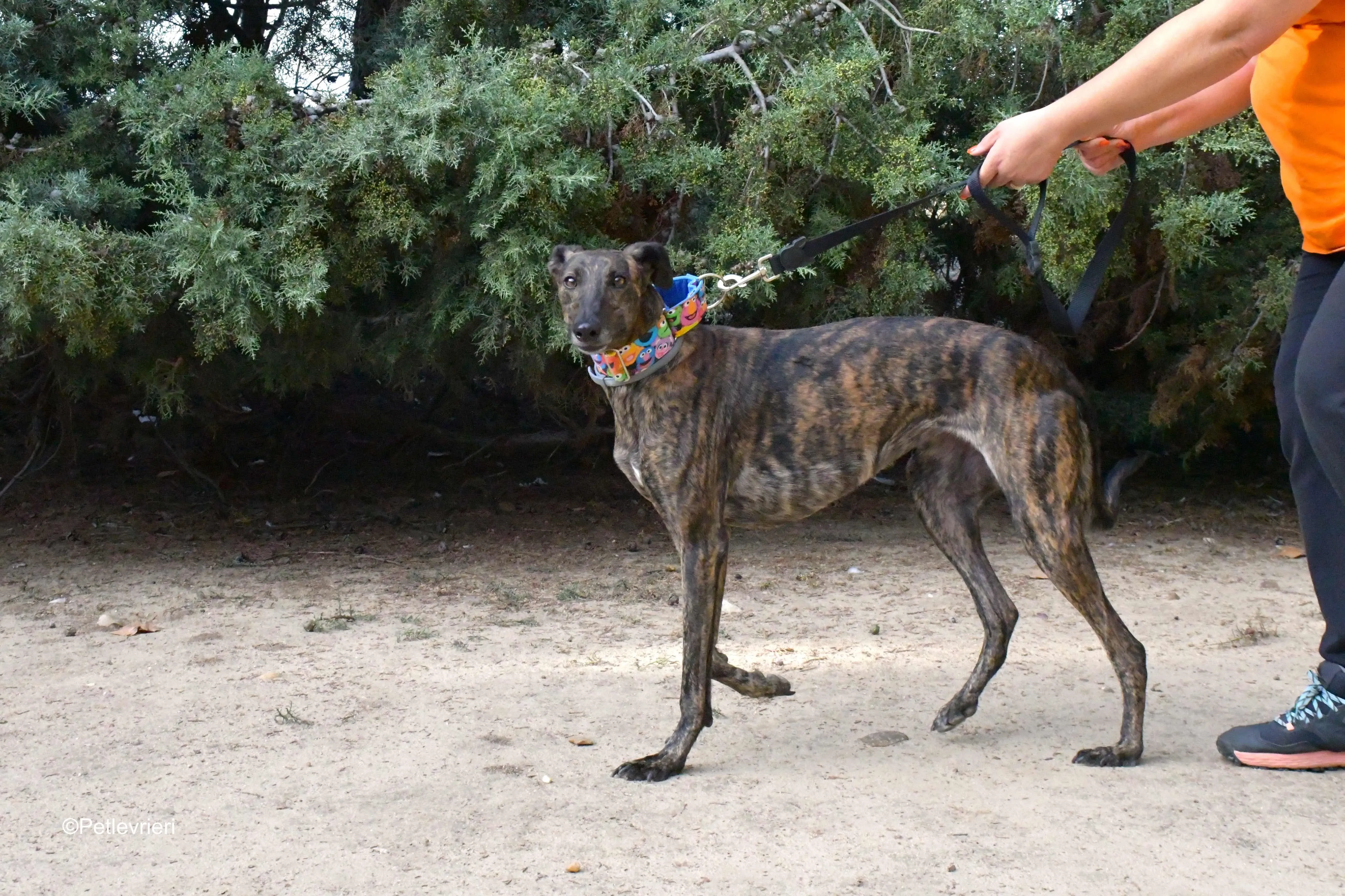 alegria adozione levrieri galgo 1