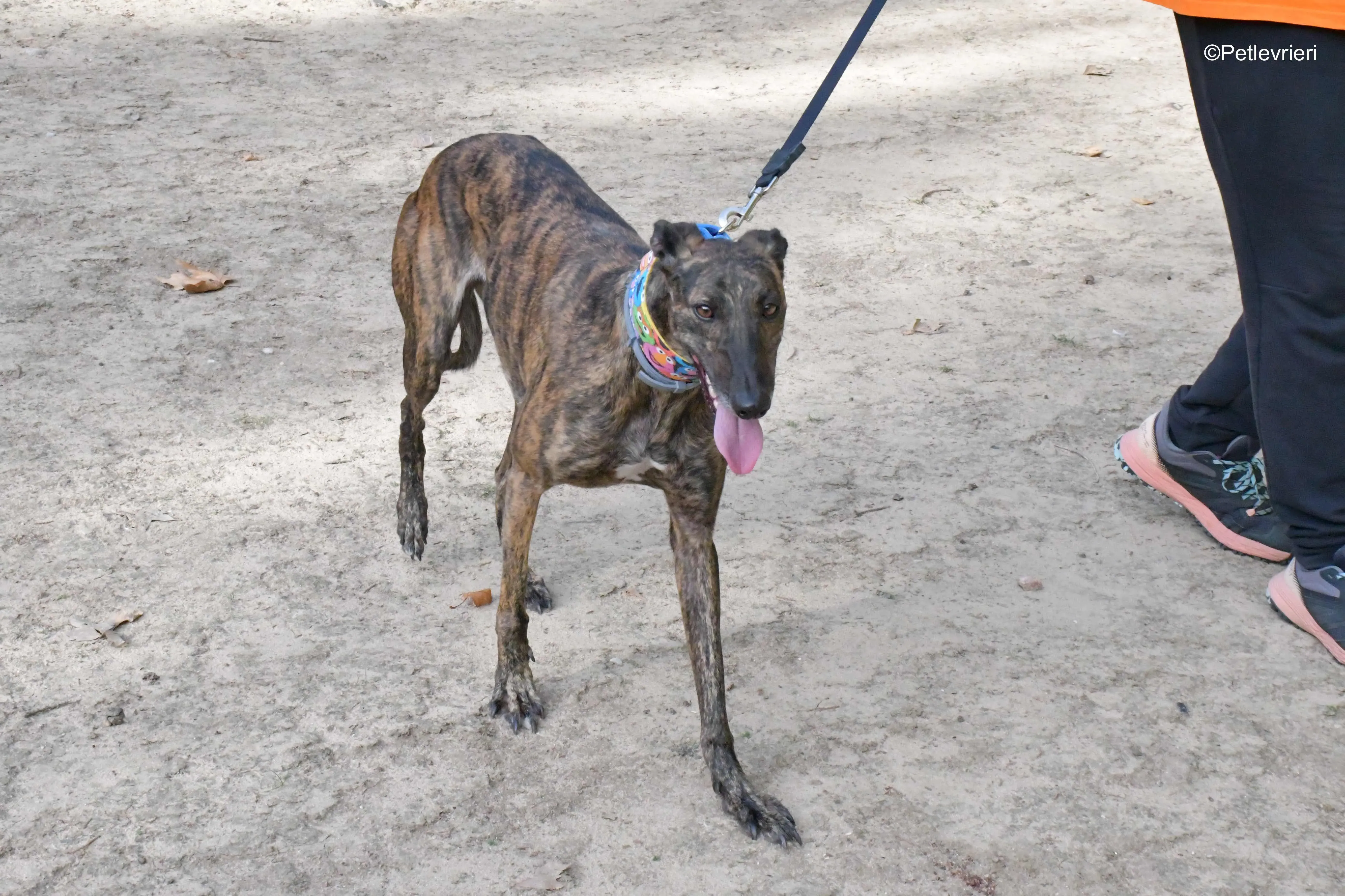 alegria adozione levrieri galgo 10