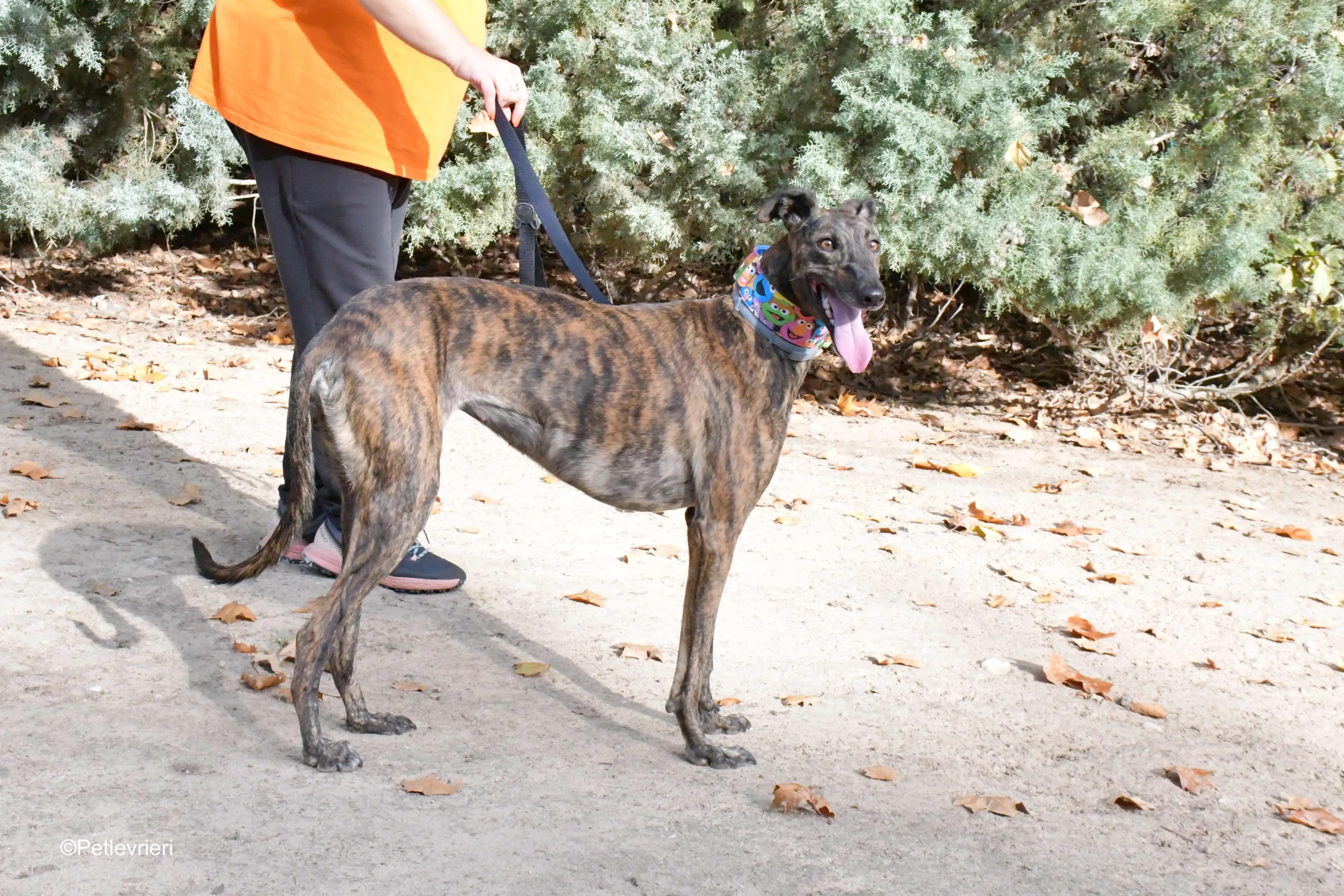 alegria adozione levrieri galgo 11