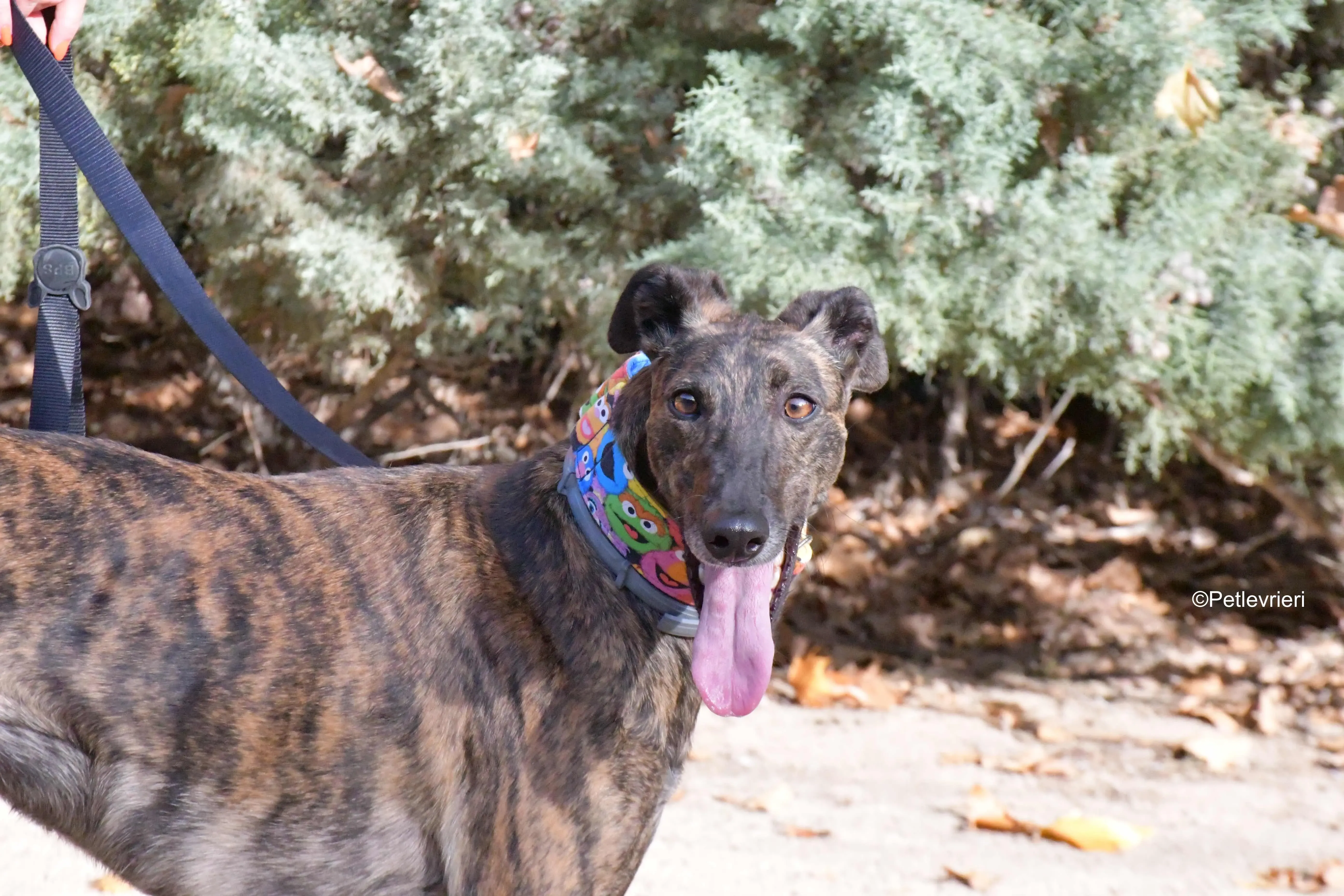 alegria adozione levrieri galgo 12