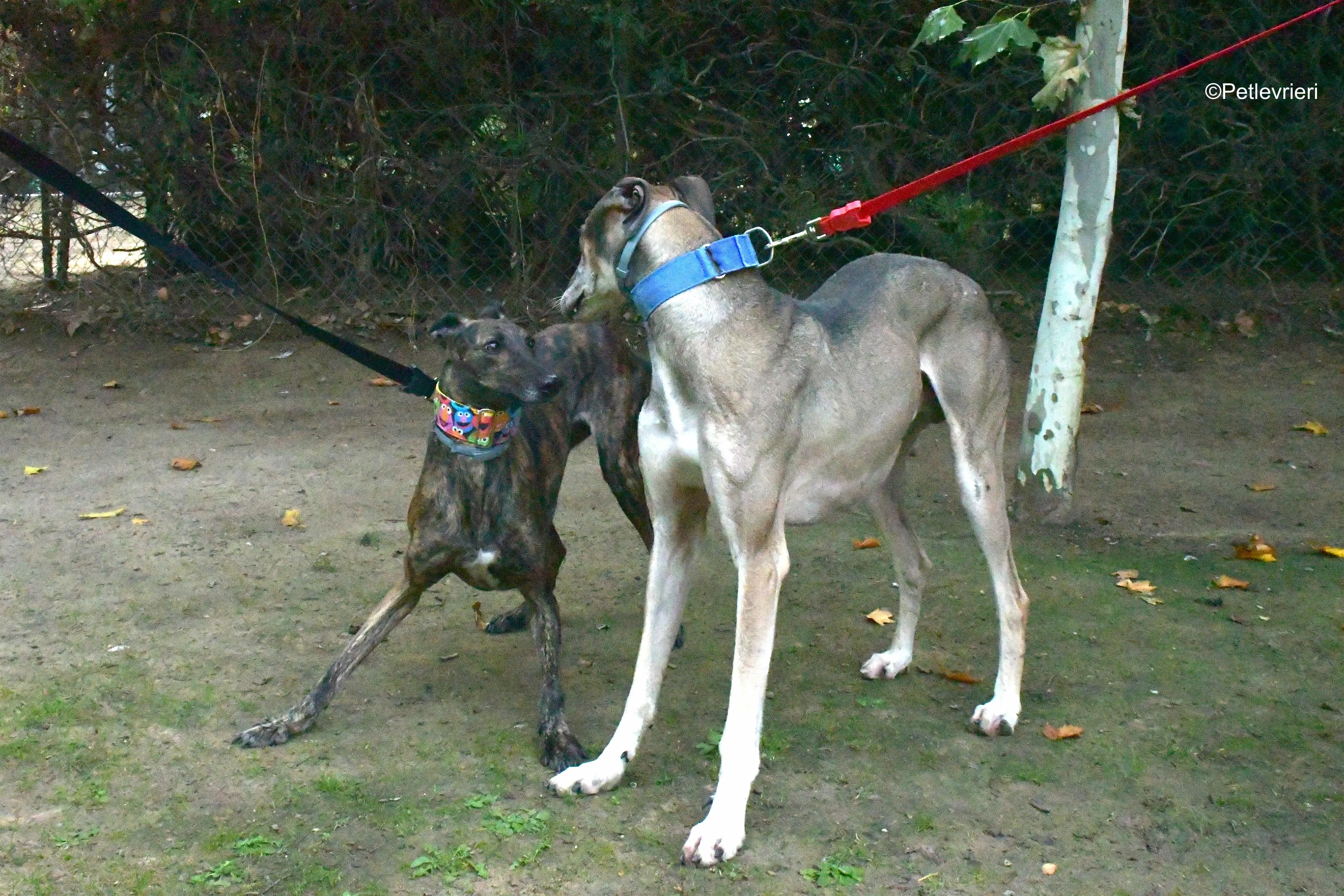 alegria adozione levrieri galgo 13